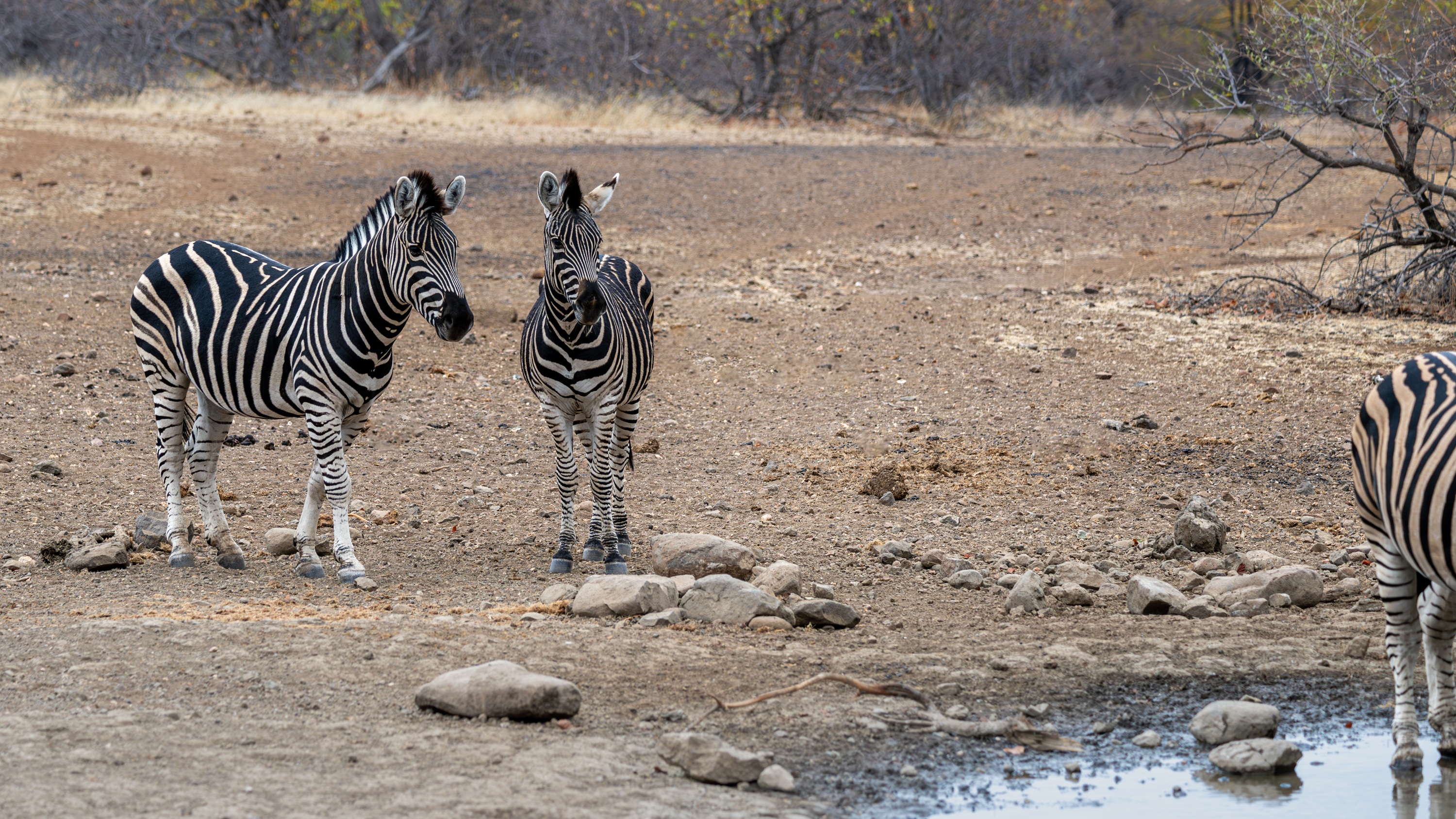 Mashatu Game Reserve, Botswana