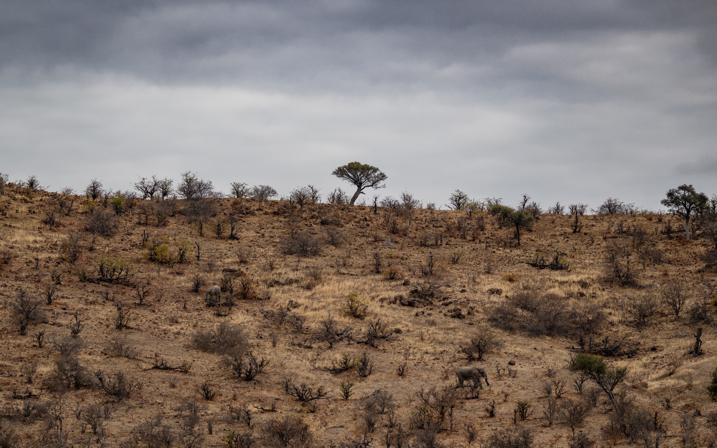 Mashatu Game Reserve, Botswana