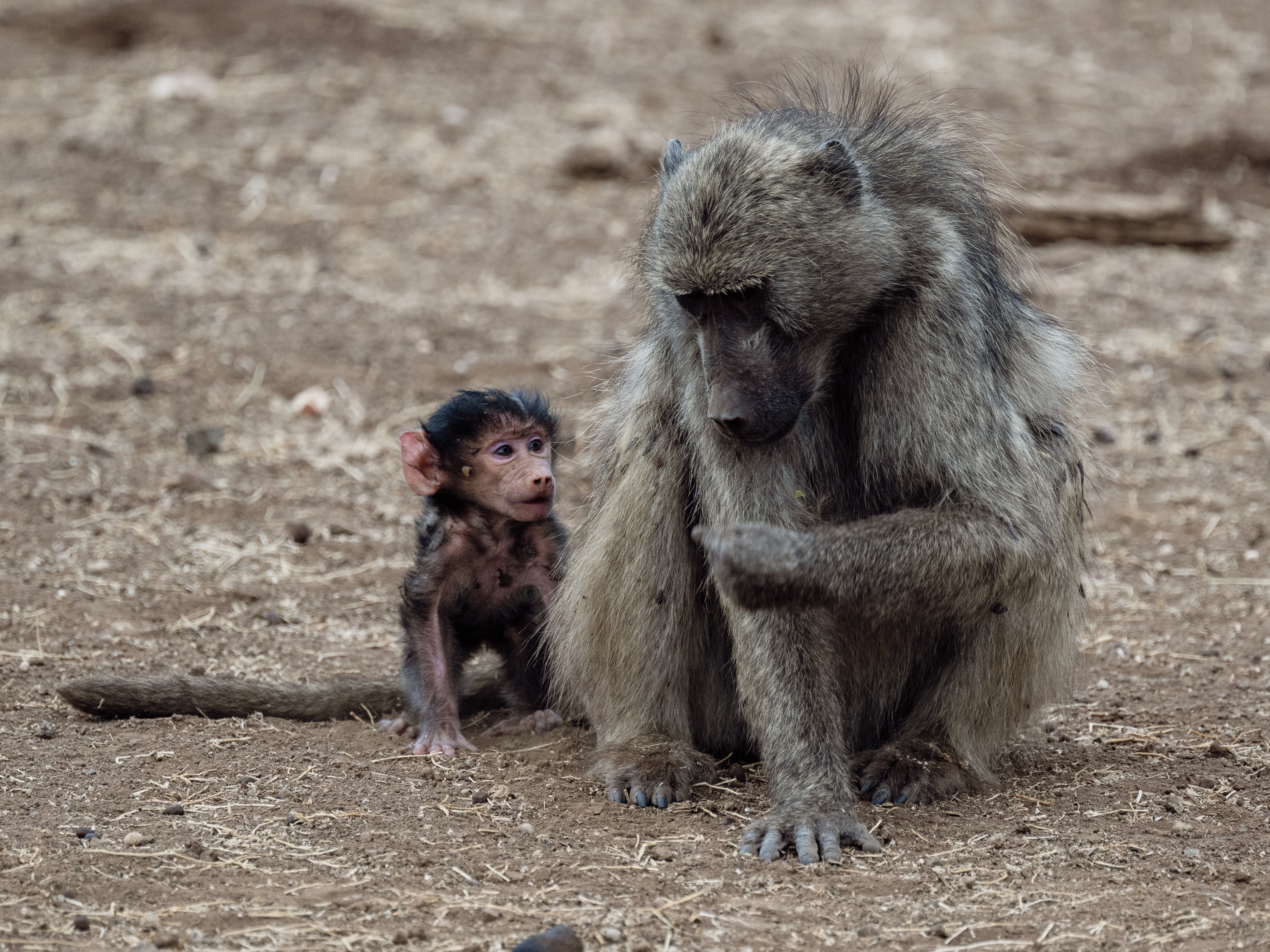 Mashatu Game Reserve, Botswana