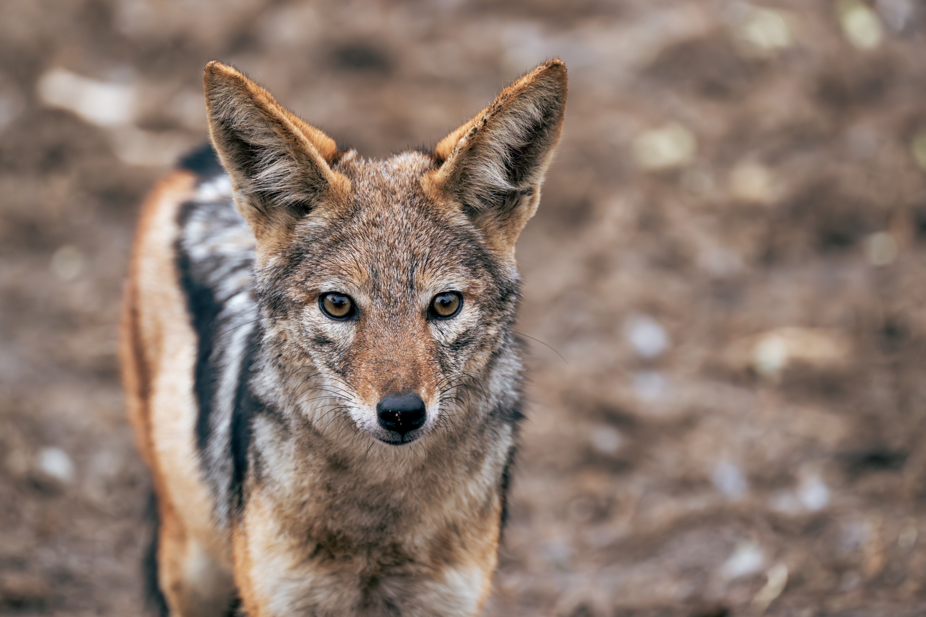 Mashatu Game Reserve, Botswana