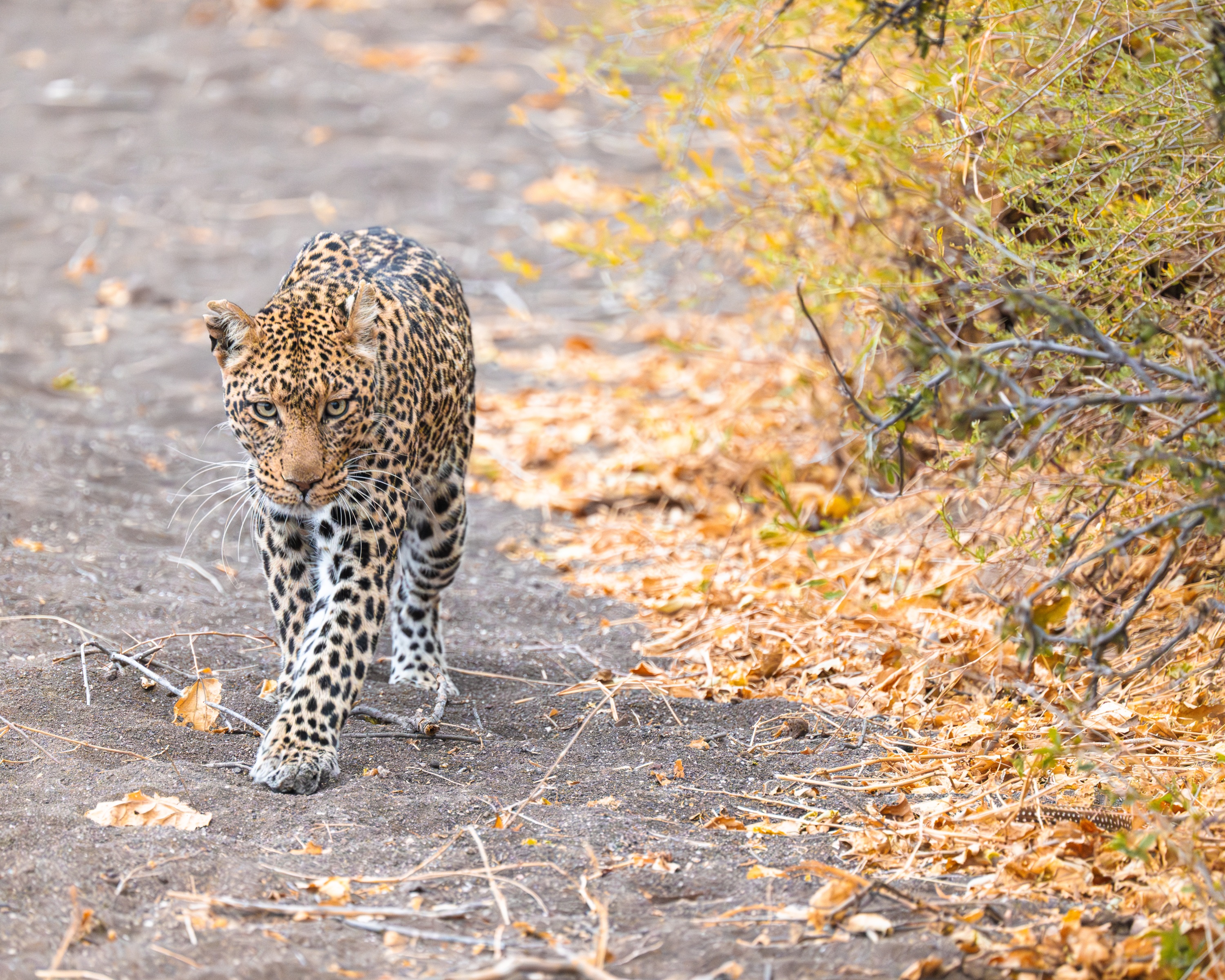 Mashatu Game Reserve, Botswana