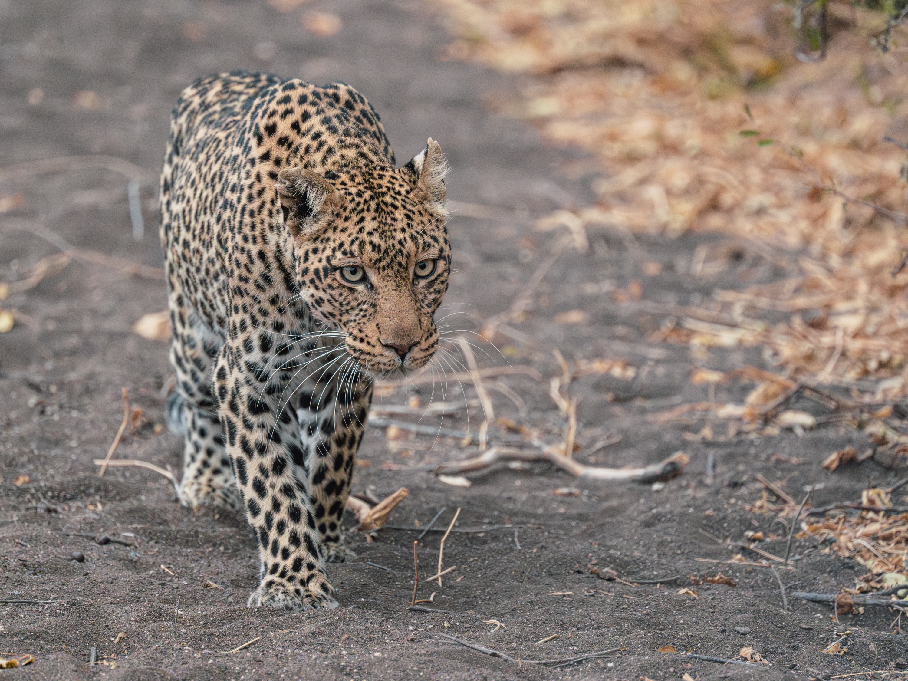 Mashatu Game Reserve, Botswana