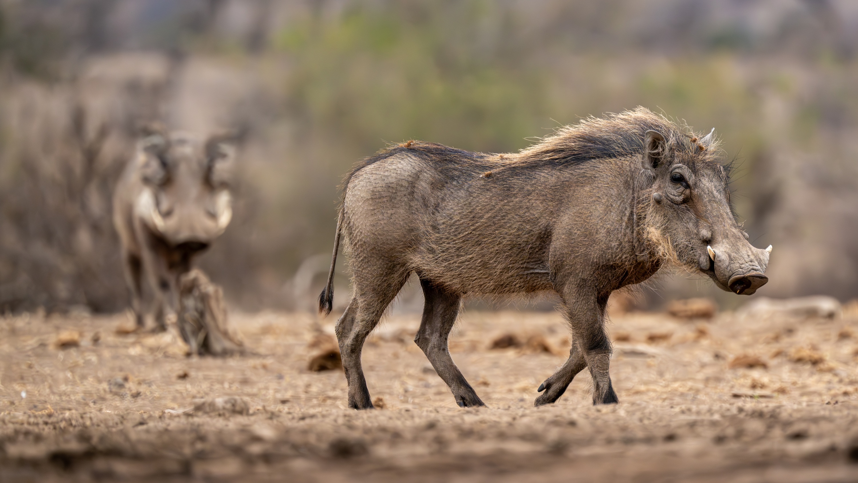 Mashatu Game Reserve, Botswana