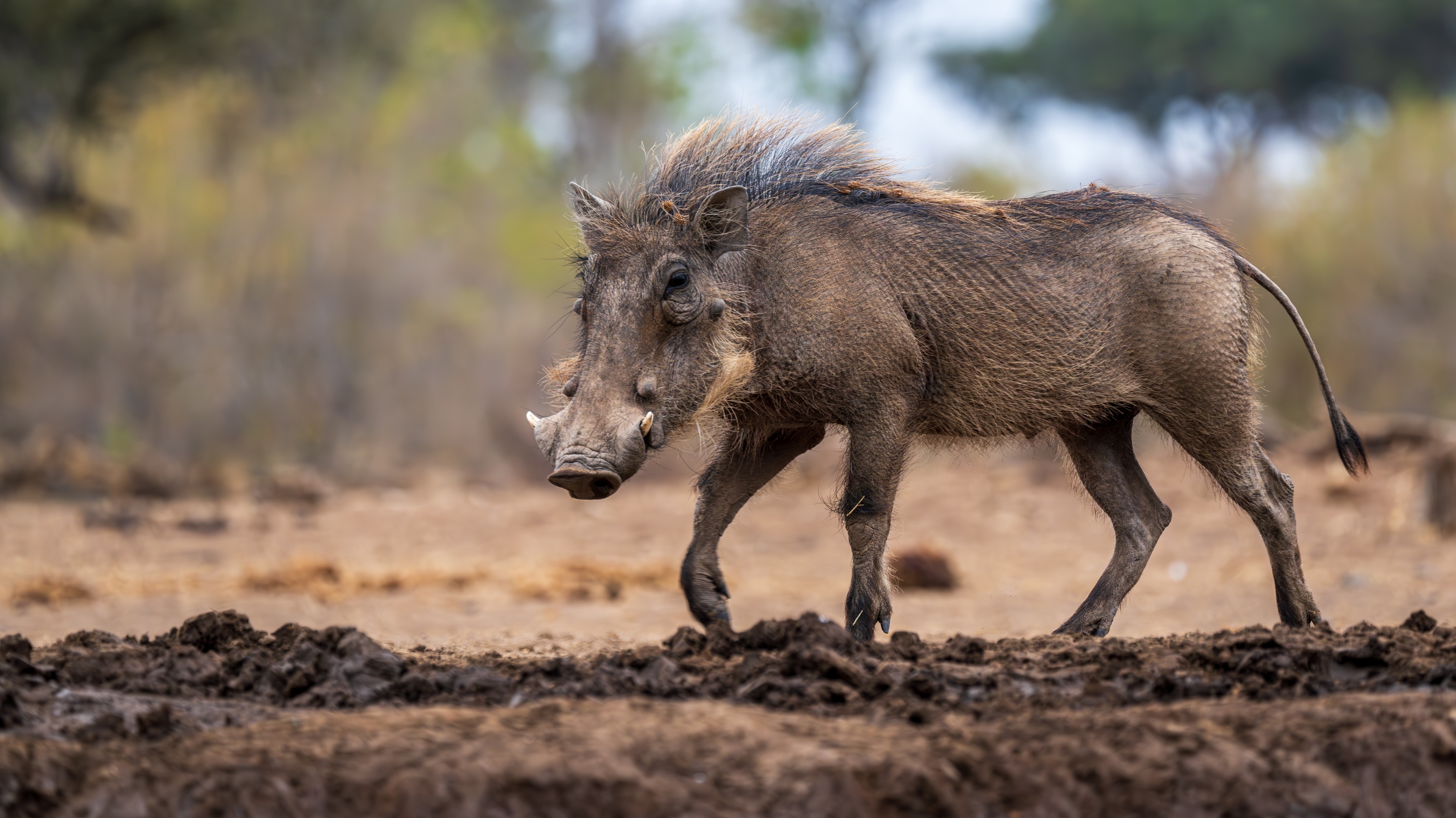 Mashatu Game Reserve, Botswana