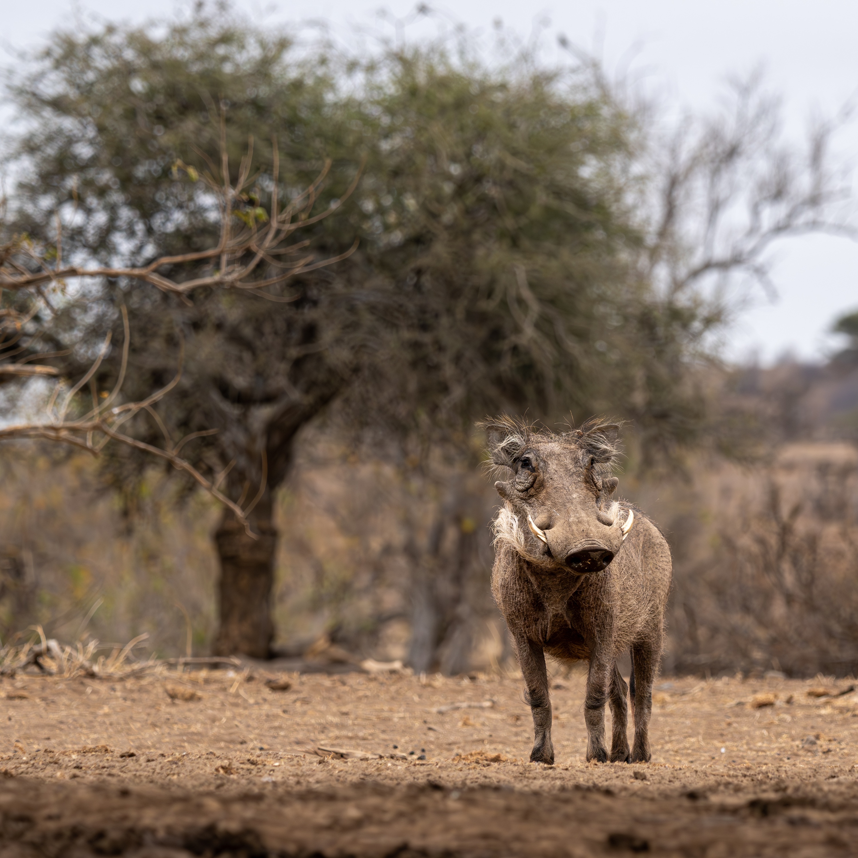 Mashatu Game Reserve, Botswana