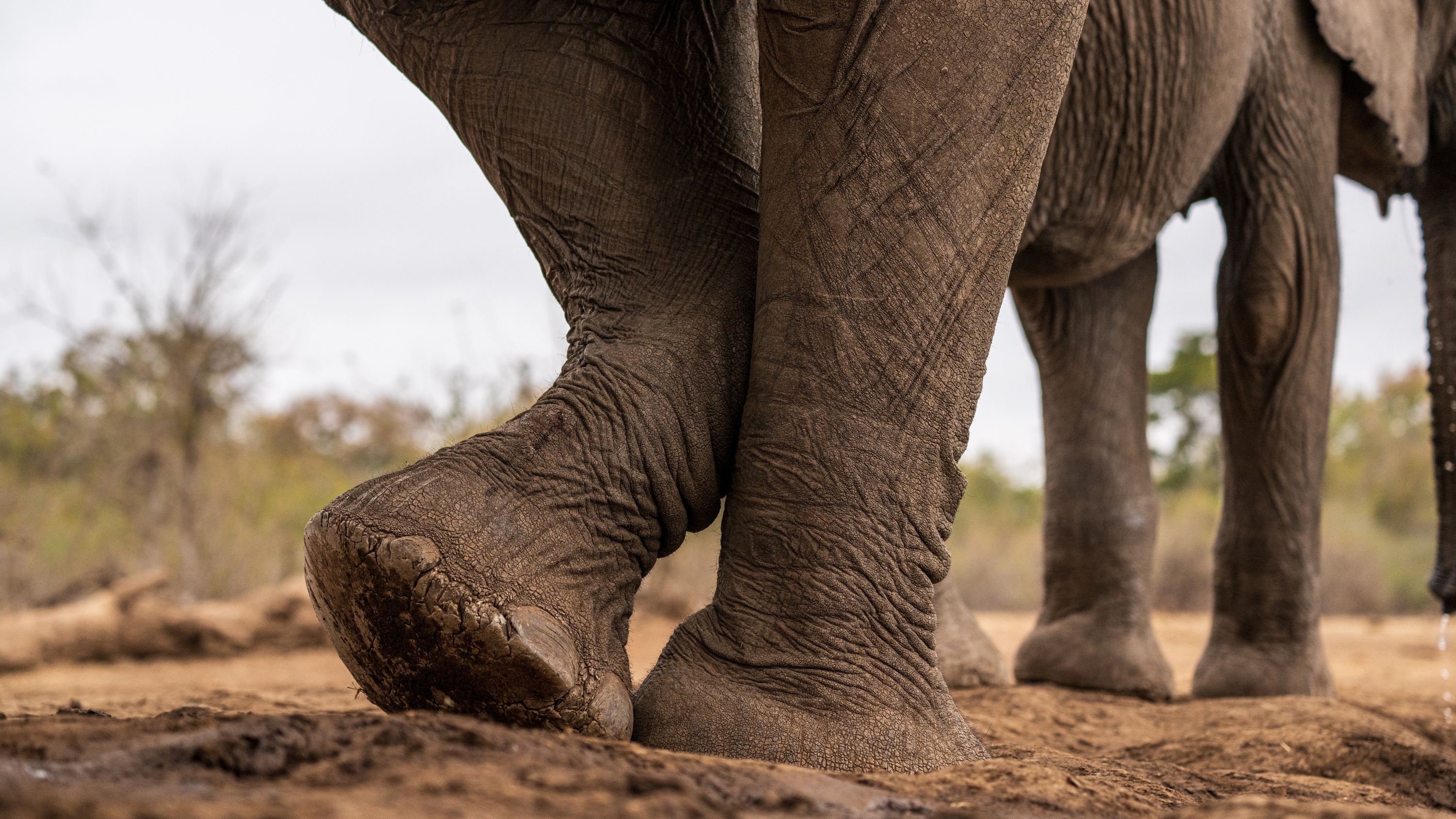 Mashatu Game Reserve, Botswana