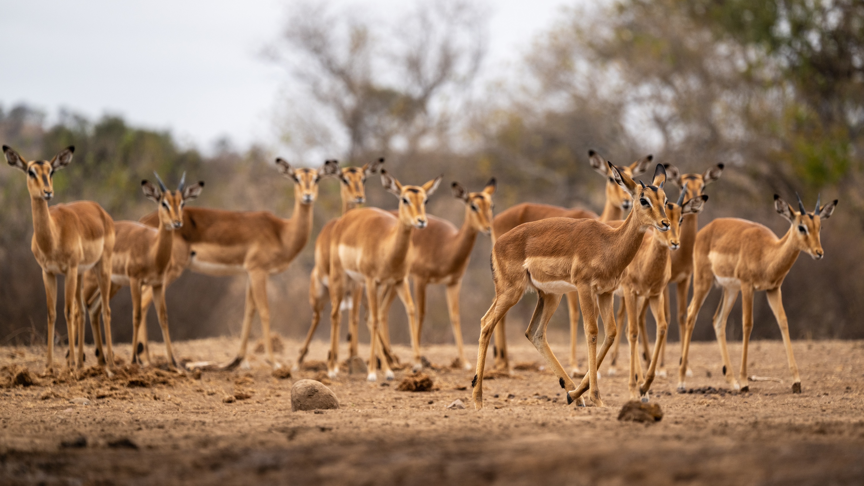Mashatu Game Reserve, Botswana