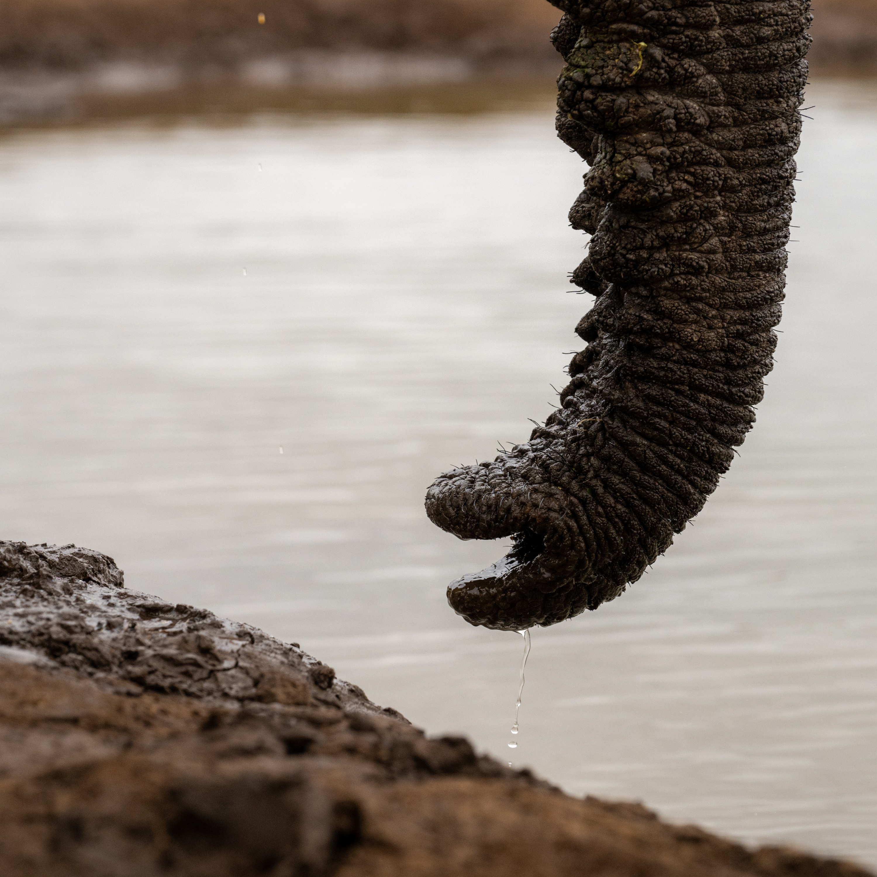 Mashatu Game Reserve, Botswana