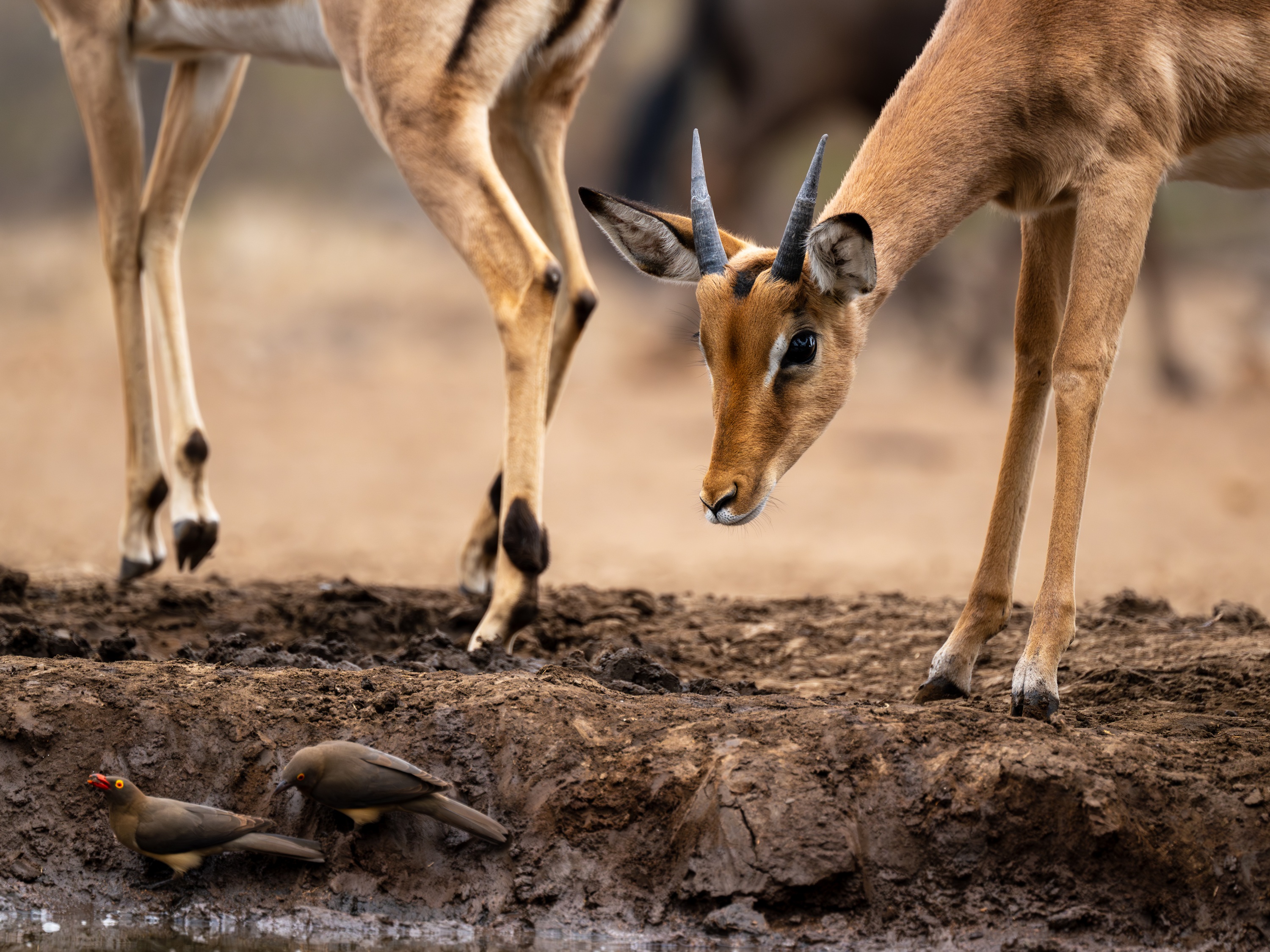 Mashatu Game Reserve, Botswana