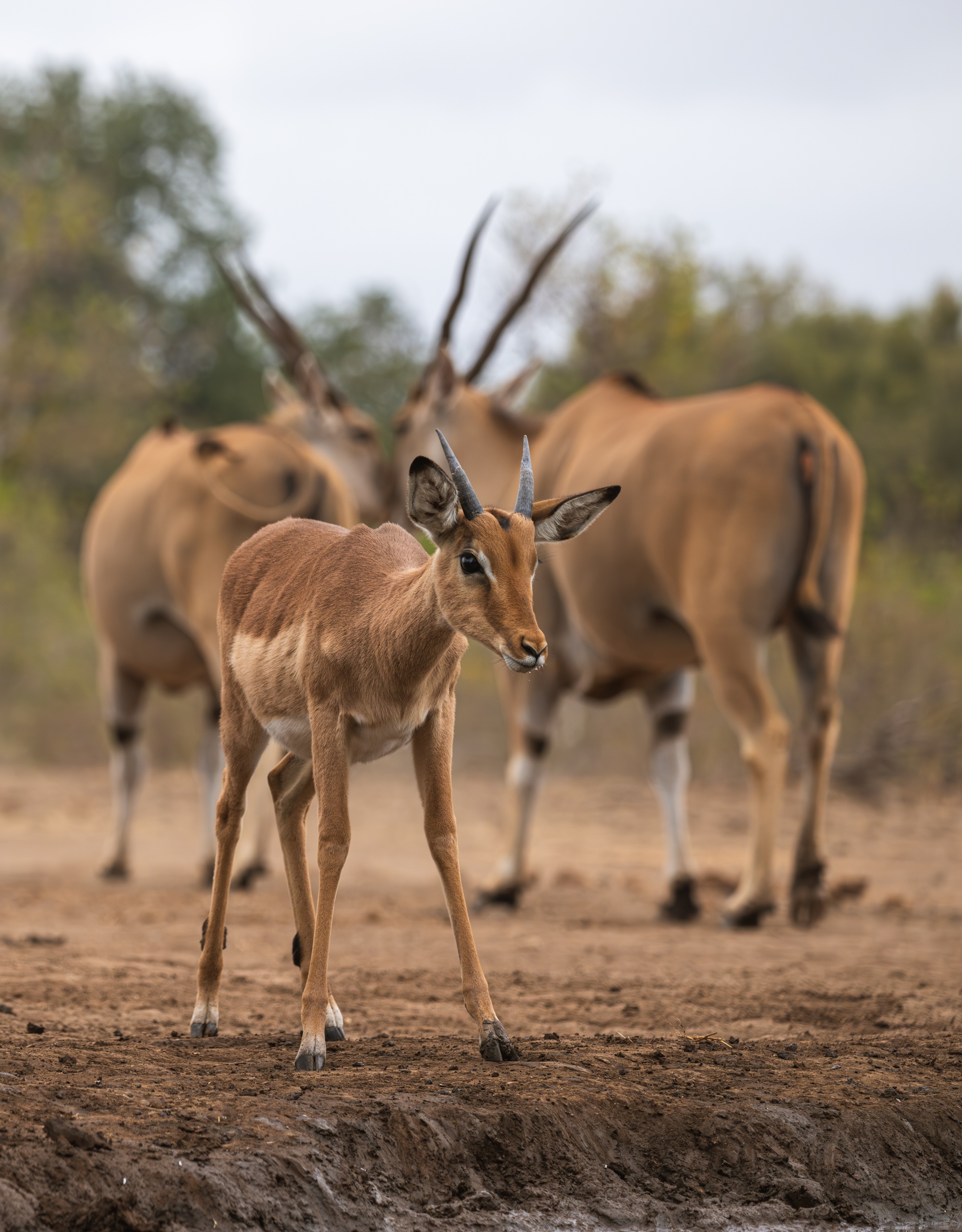 Mashatu Game Reserve, Botswana