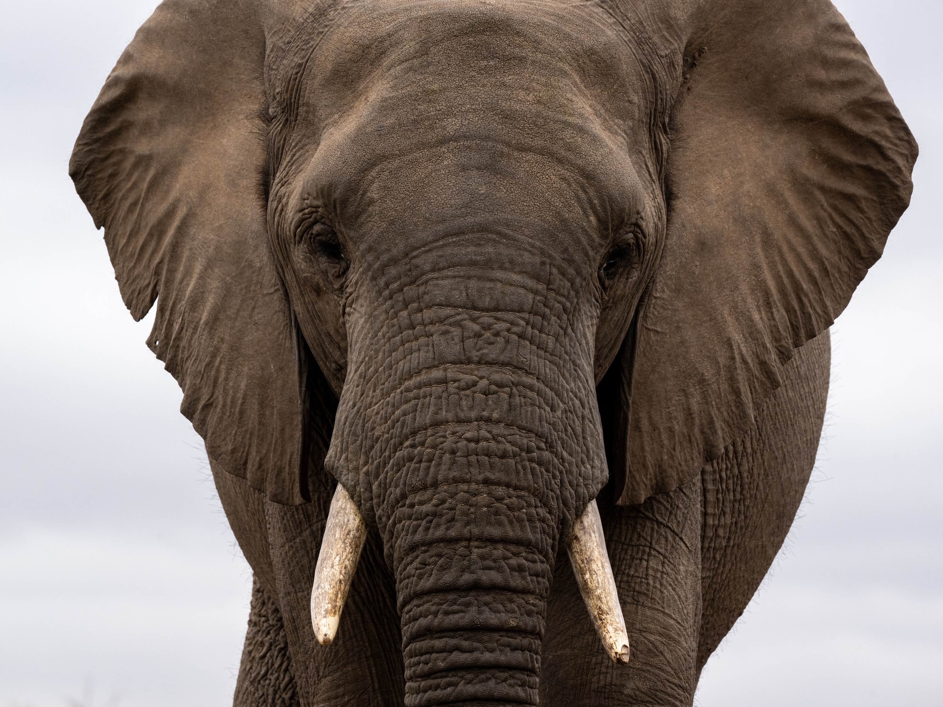 Mashatu Game Reserve, Botswana