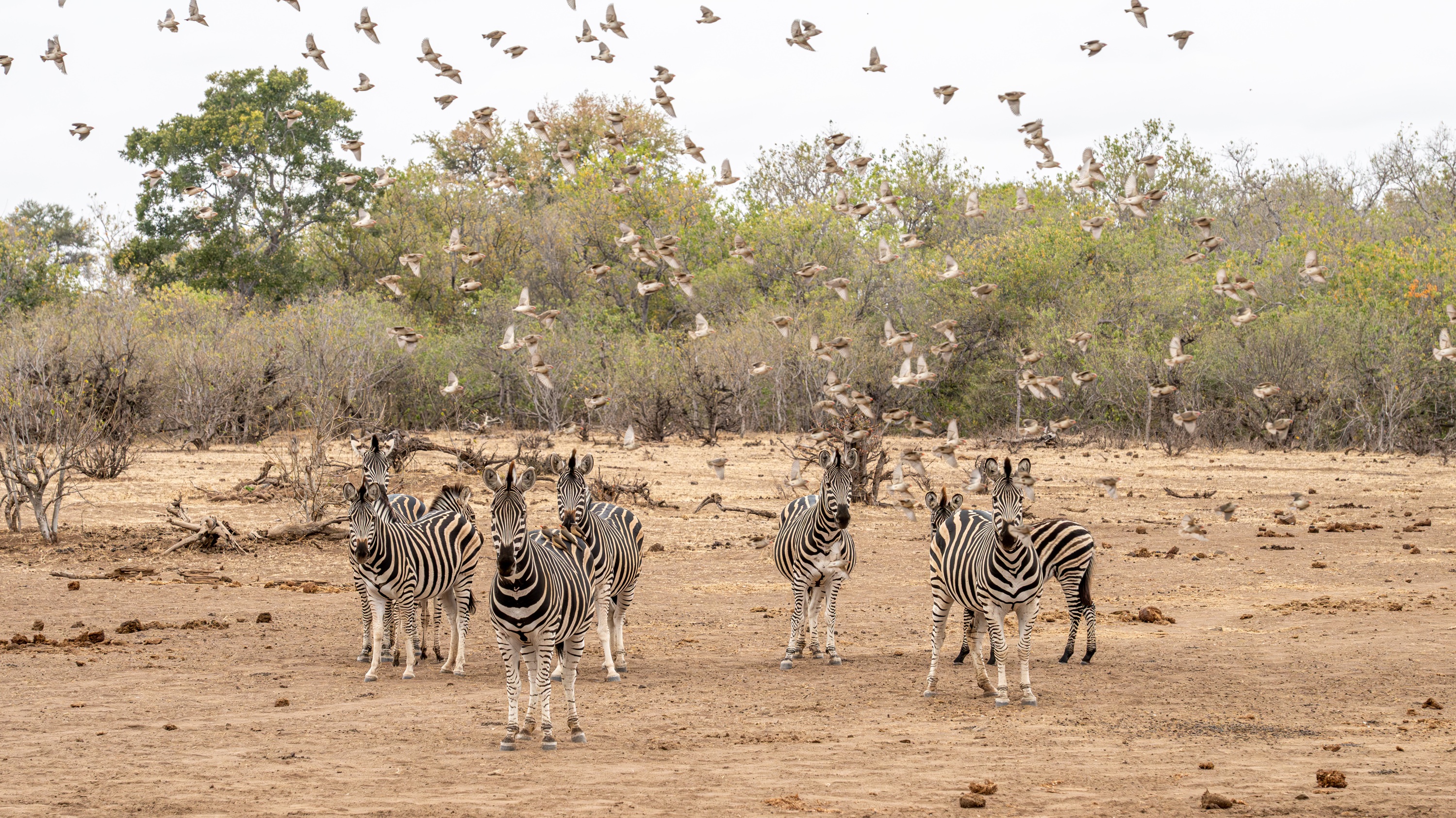 Mashatu Game Reserve, Botswana