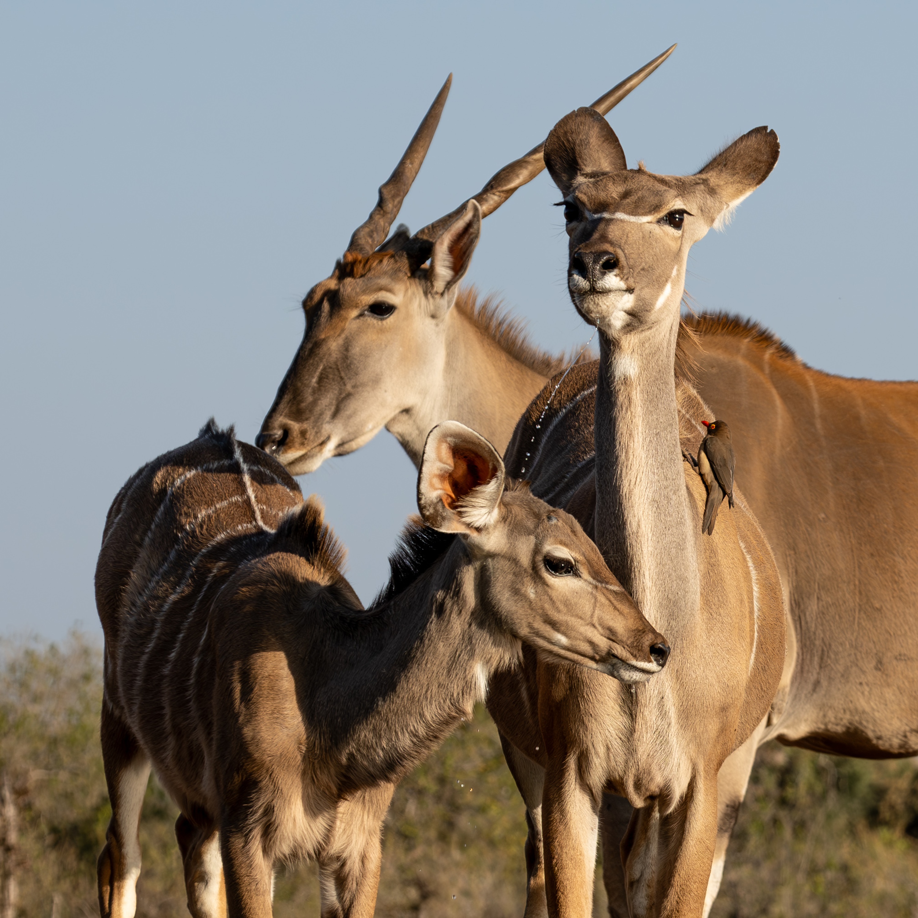Mashatu Game Reserve, Botswana