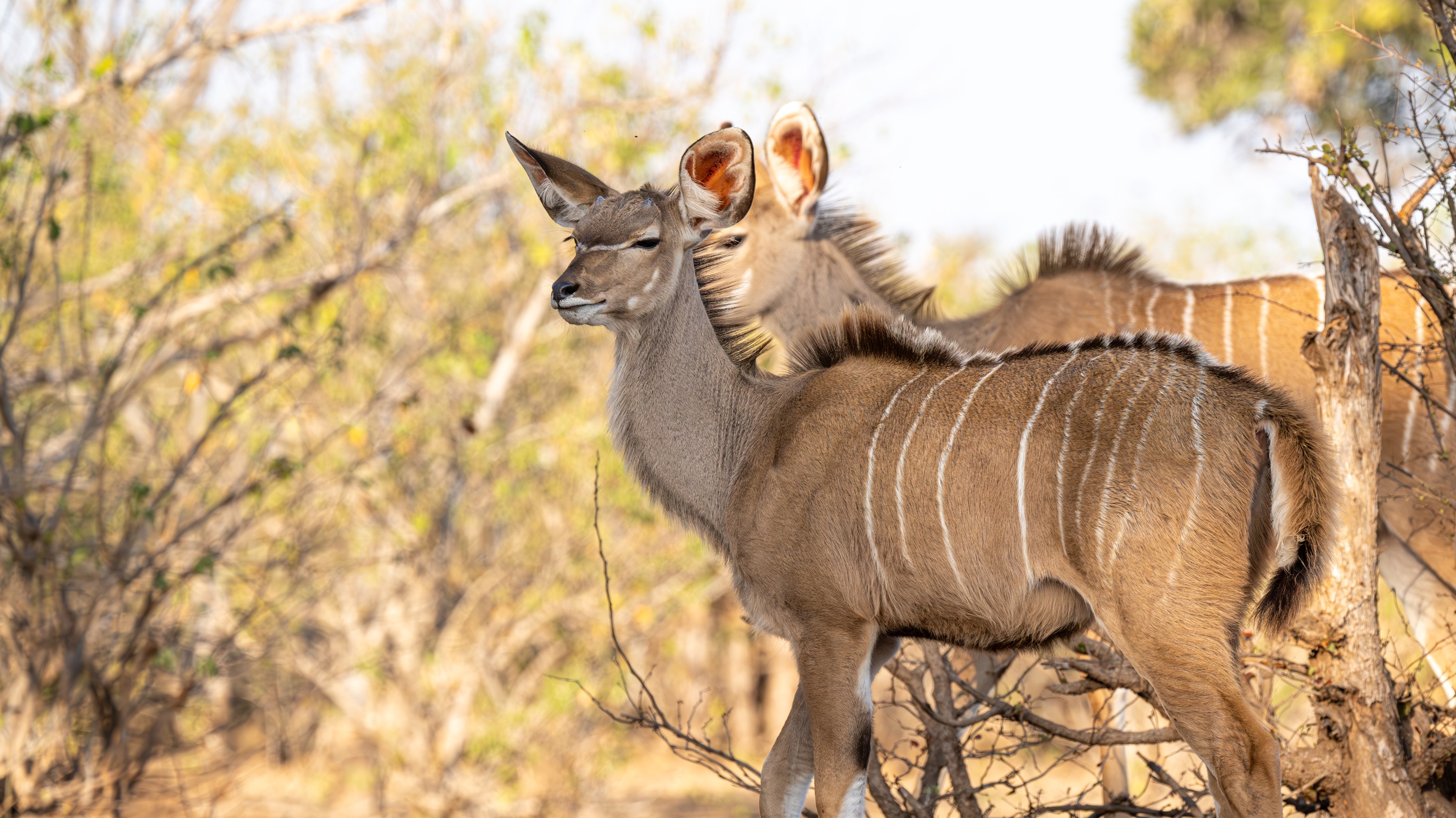 Mashatu Game Reserve, Botswana