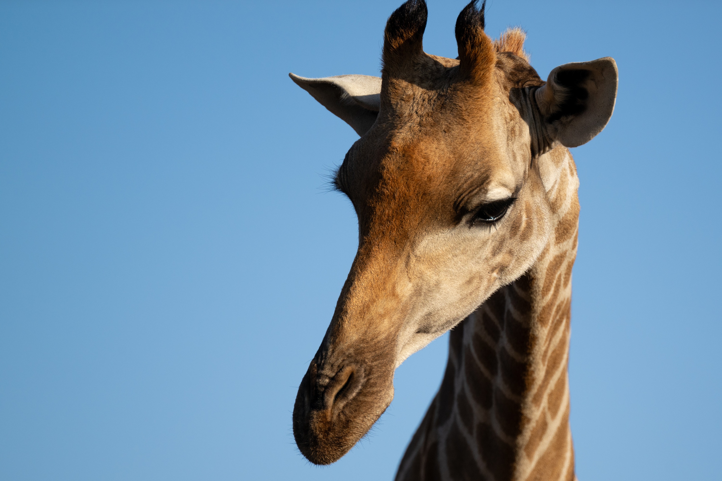 Mashatu Game Reserve, Botswana