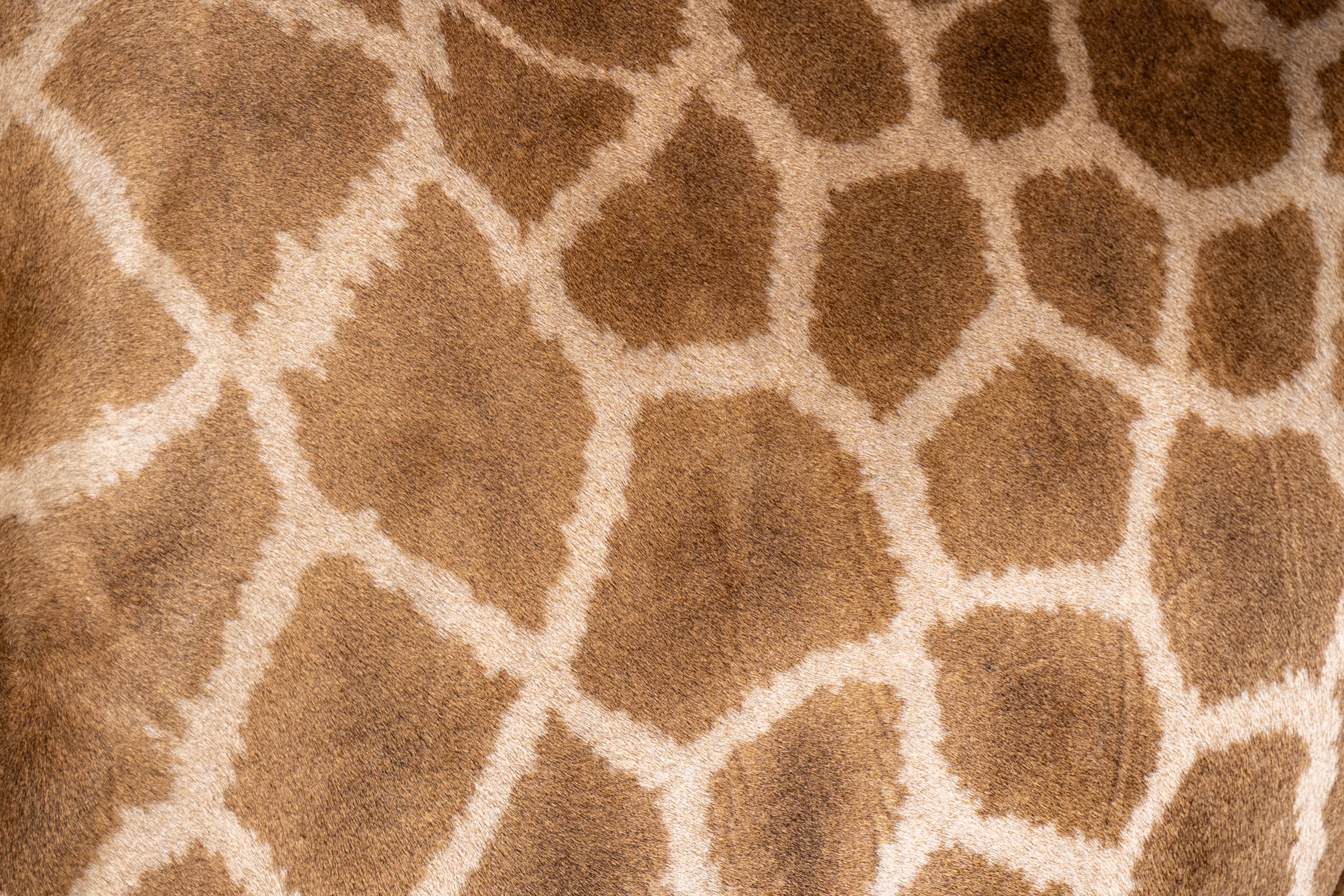 Mashatu Game Reserve, Botswana