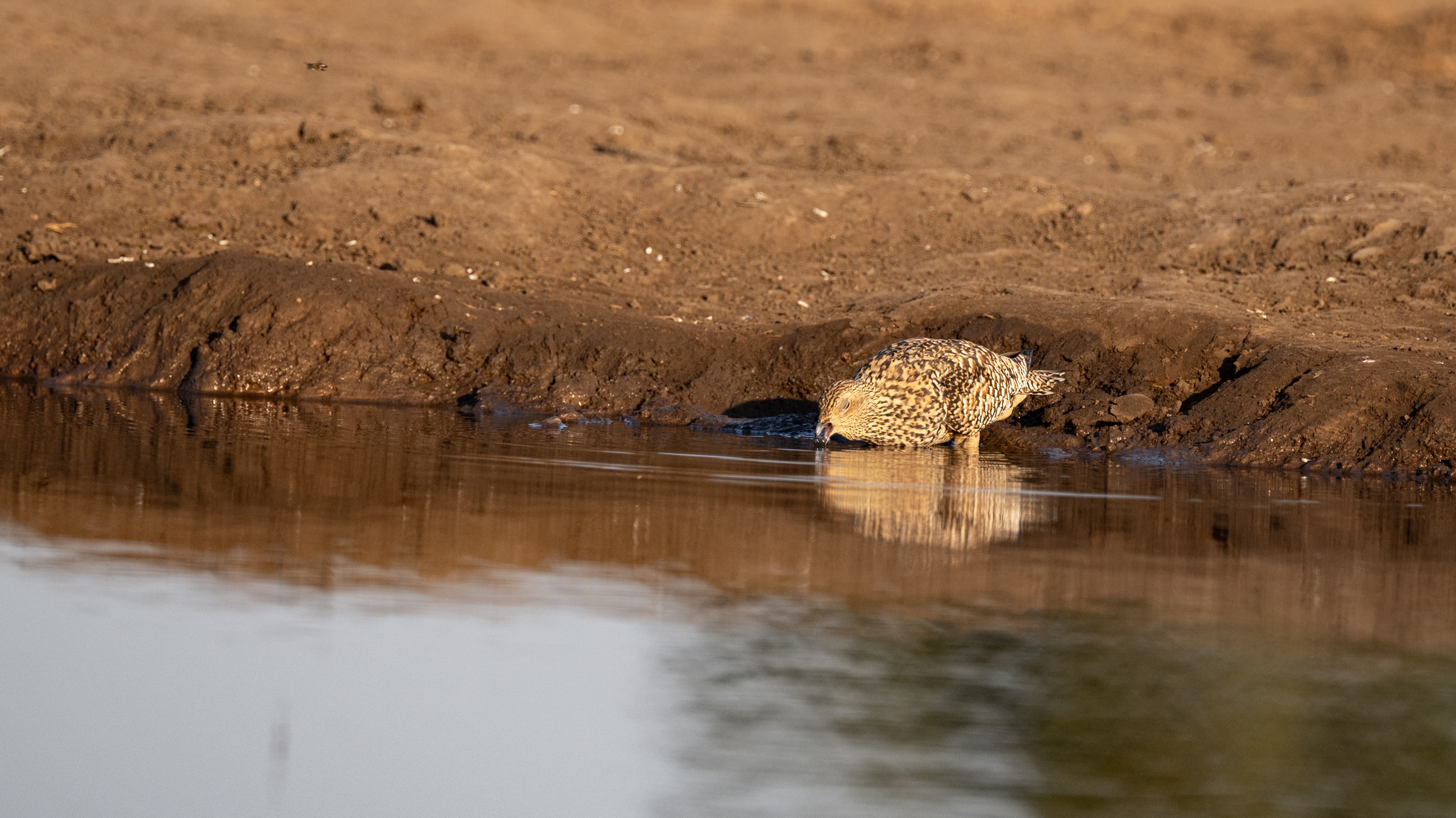 Mashatu Game Reserve, Botswana