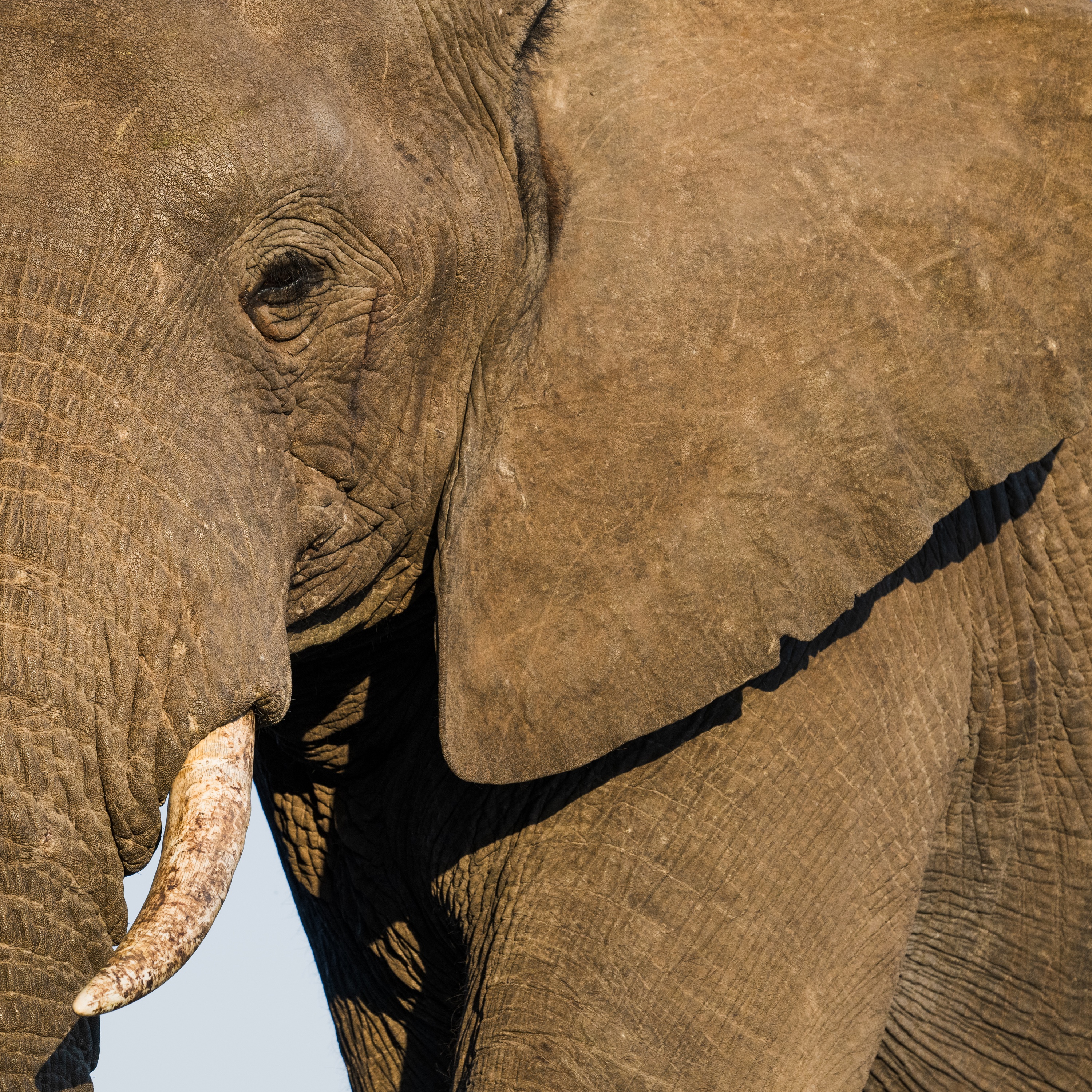 Mashatu Game Reserve, Botswana