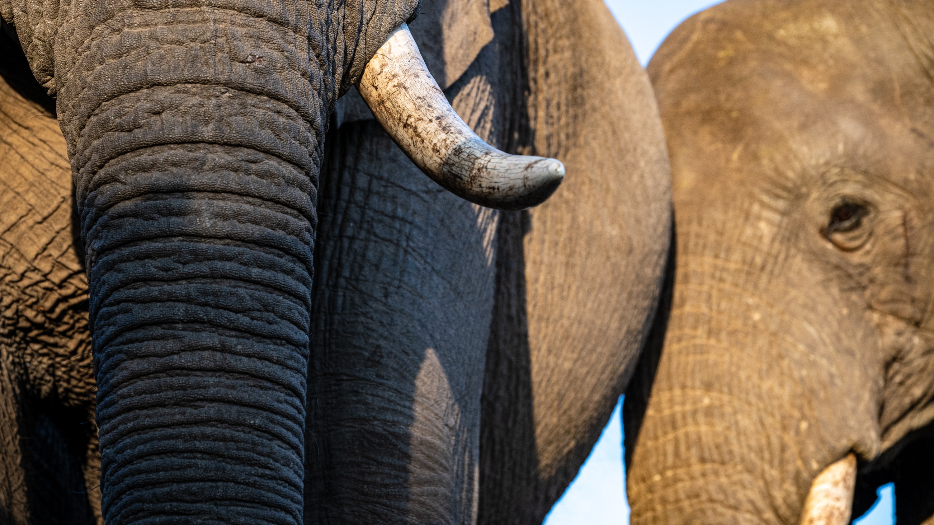 Mashatu Game Reserve, Botswana