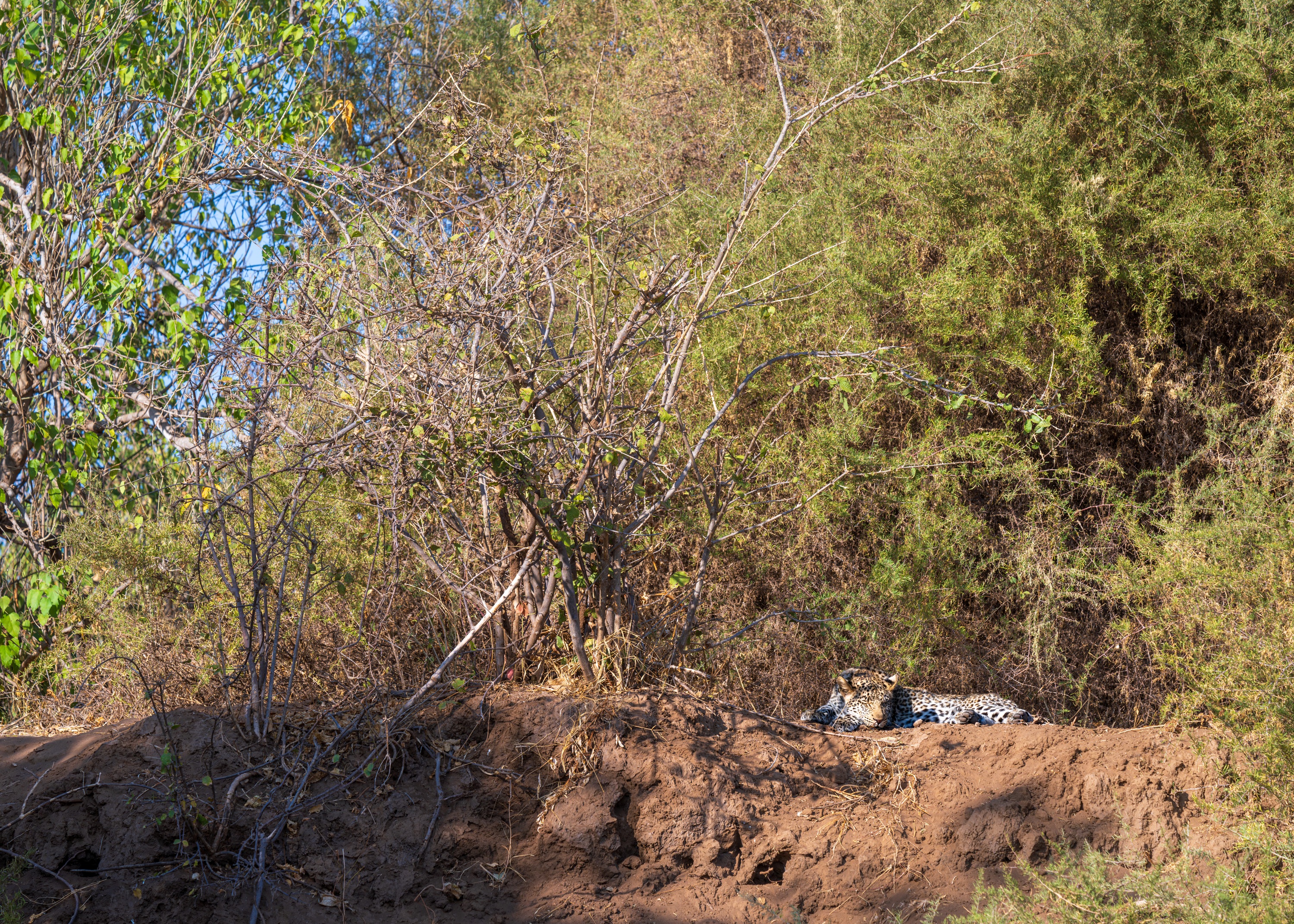 Mashatu Game Reserve, Botswana