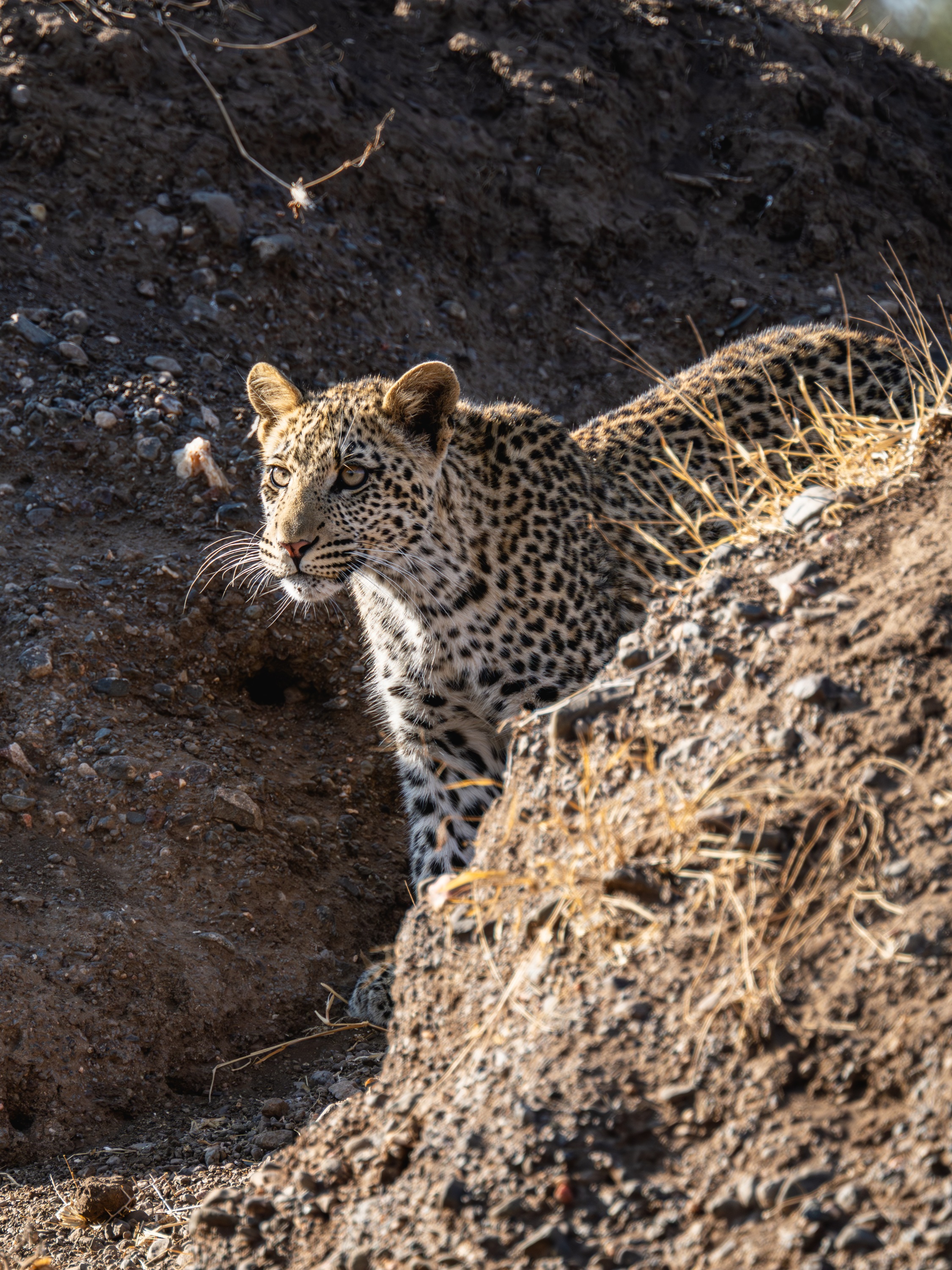 Mashatu Game Reserve, Botswana