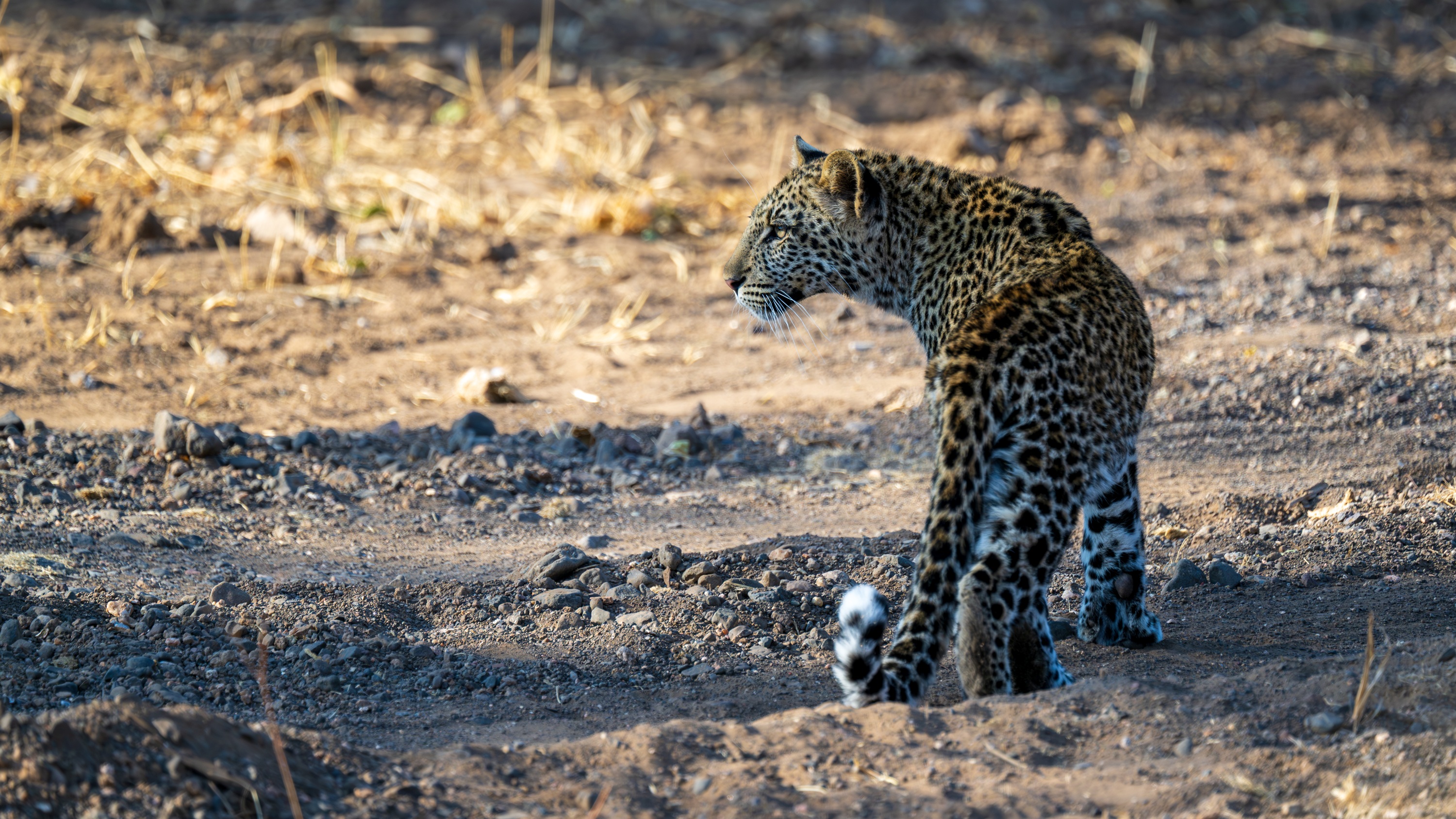 Mashatu Game Reserve, Botswana