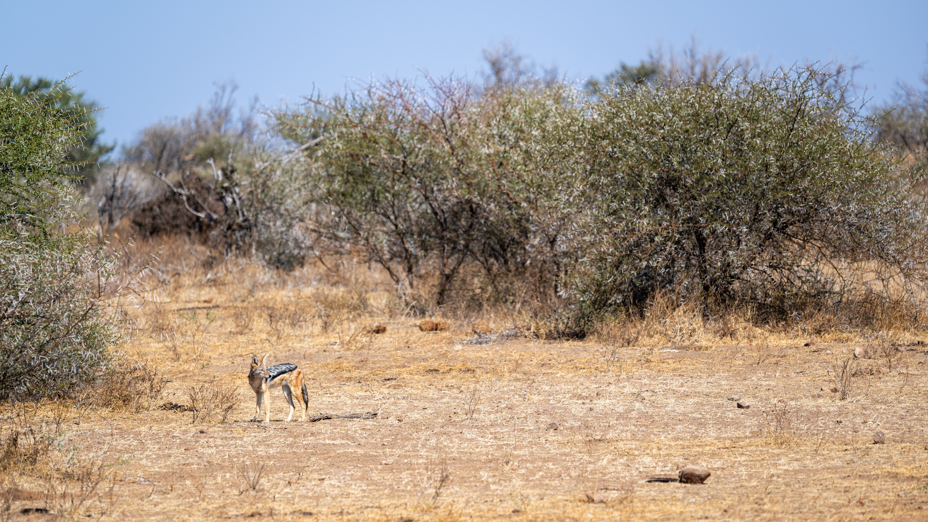 Mashatu Game Reserve, Botswana