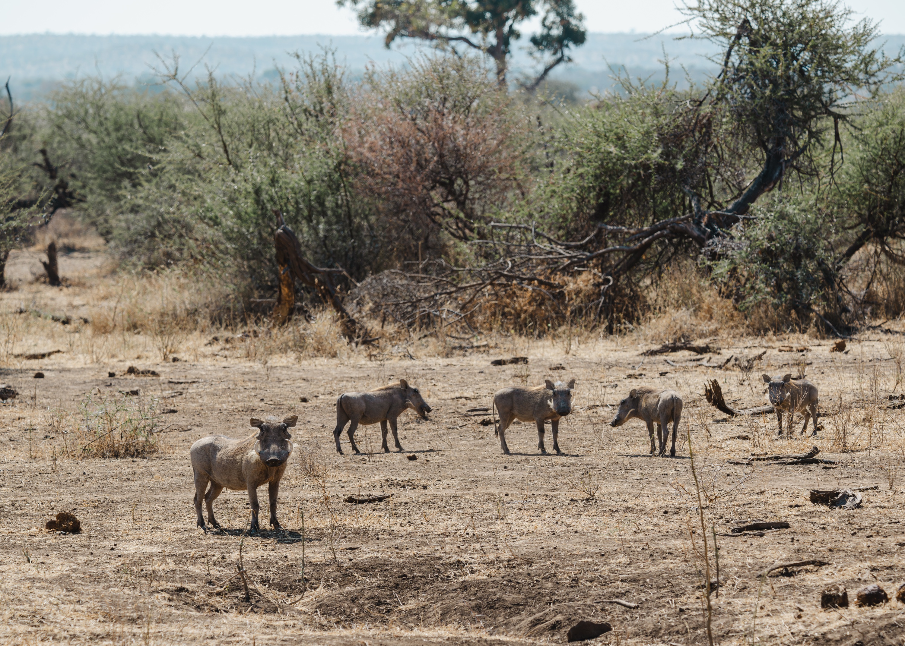 Mashatu Game Reserve, Botswana