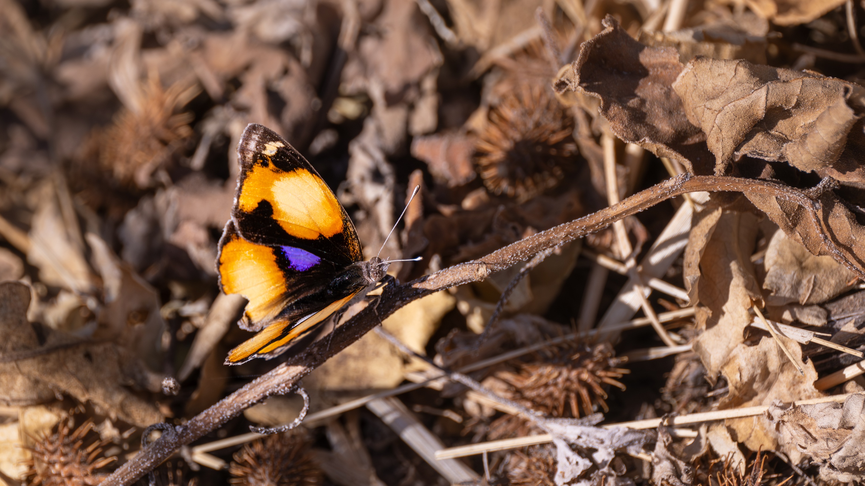Mashatu Game Reserve, Botswana