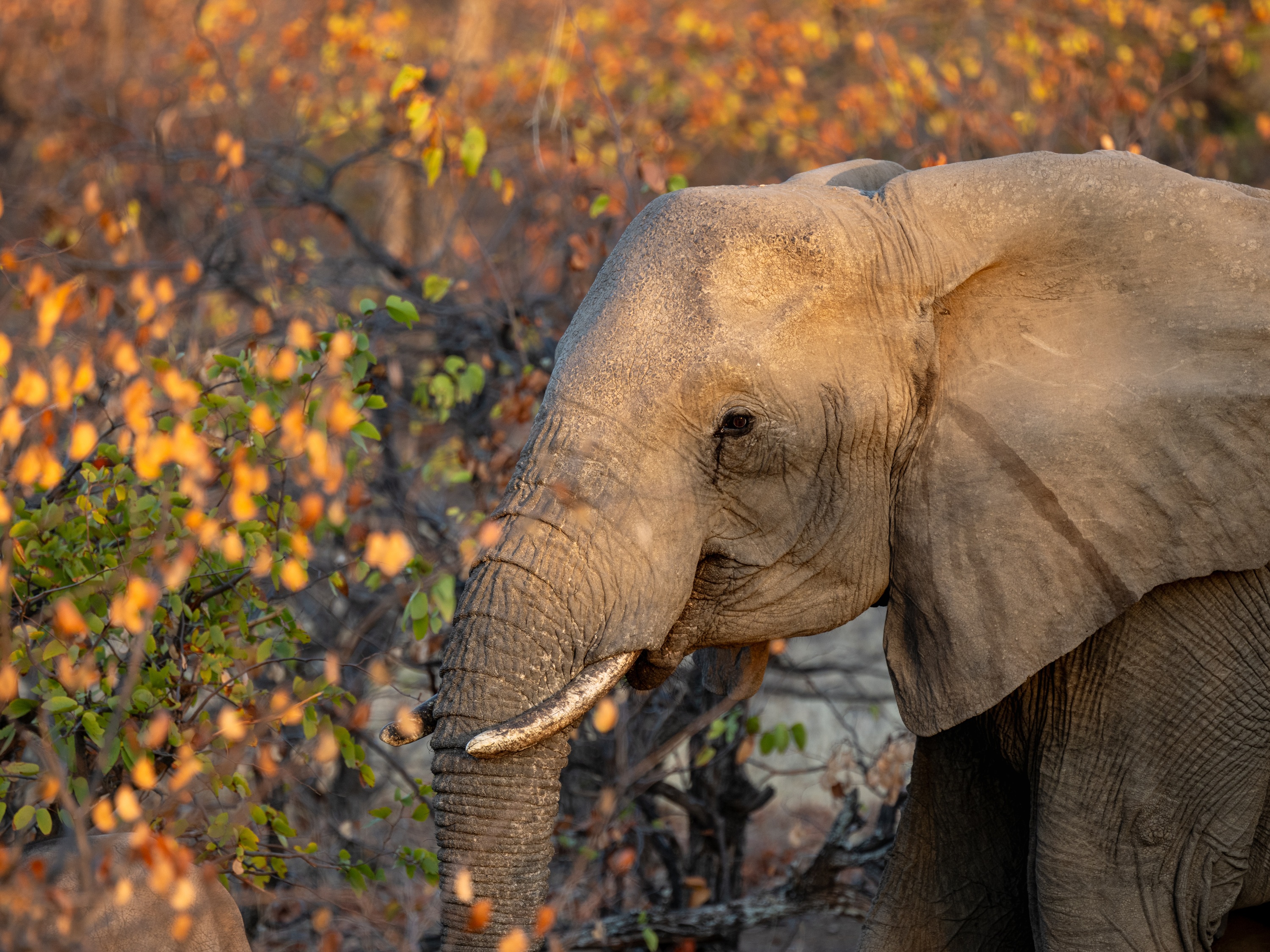 Mashatu Game Reserve, Botswana