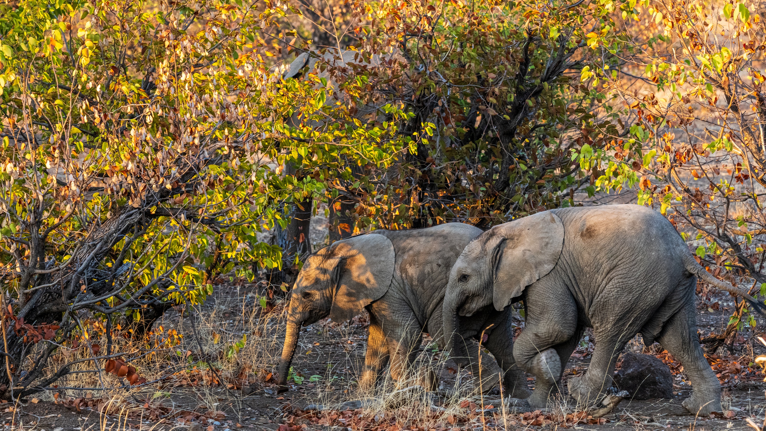 Mashatu Game Reserve, Botswana