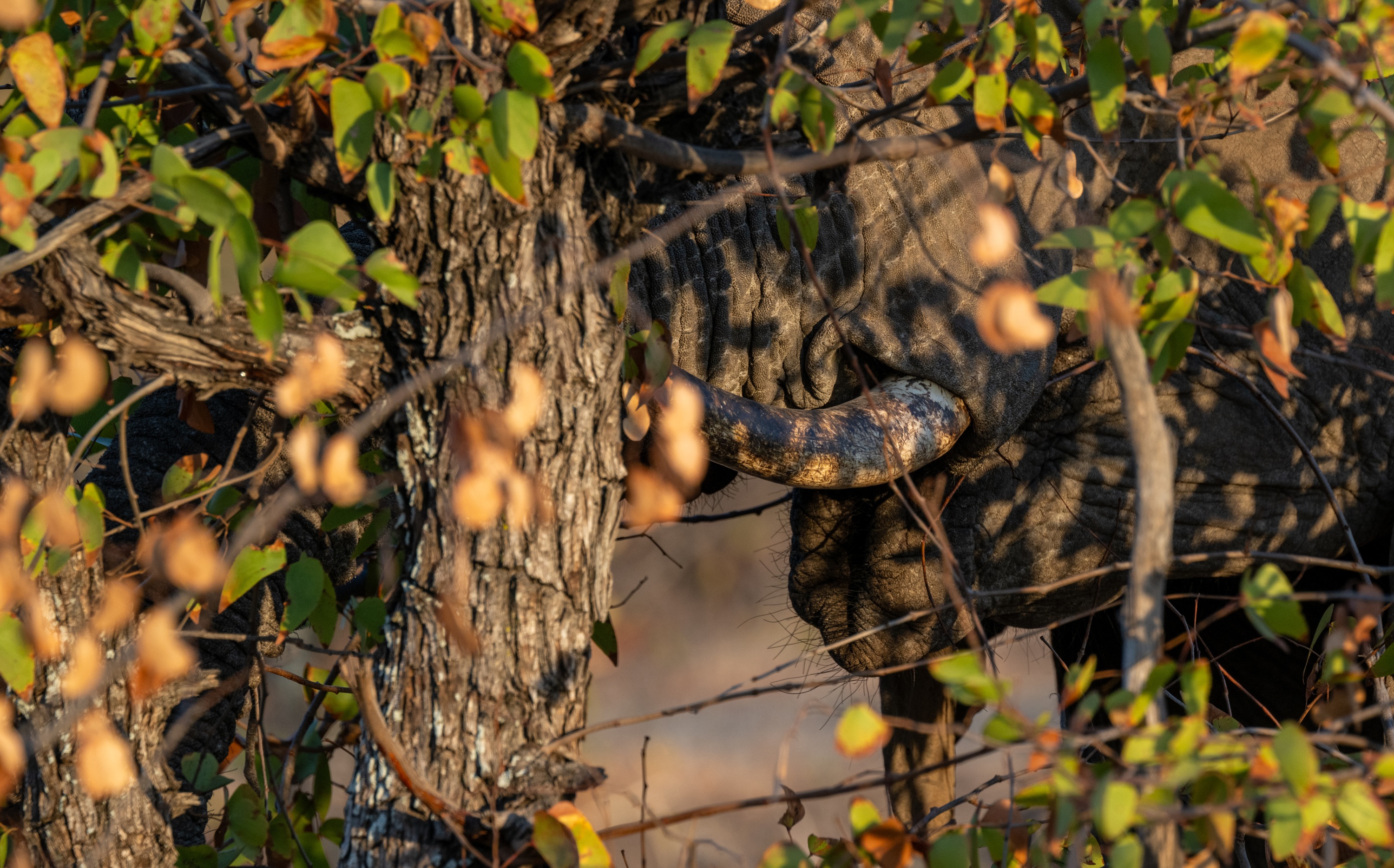 Mashatu Game Reserve, Botswana