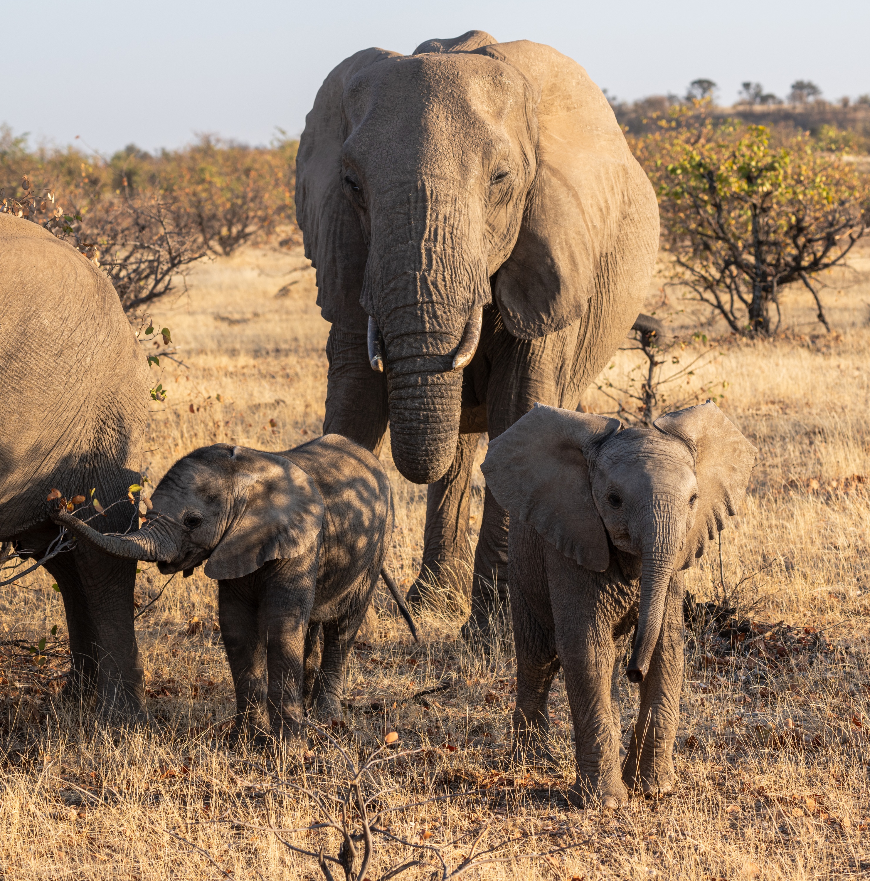 Mashatu Game Reserve, Botswana