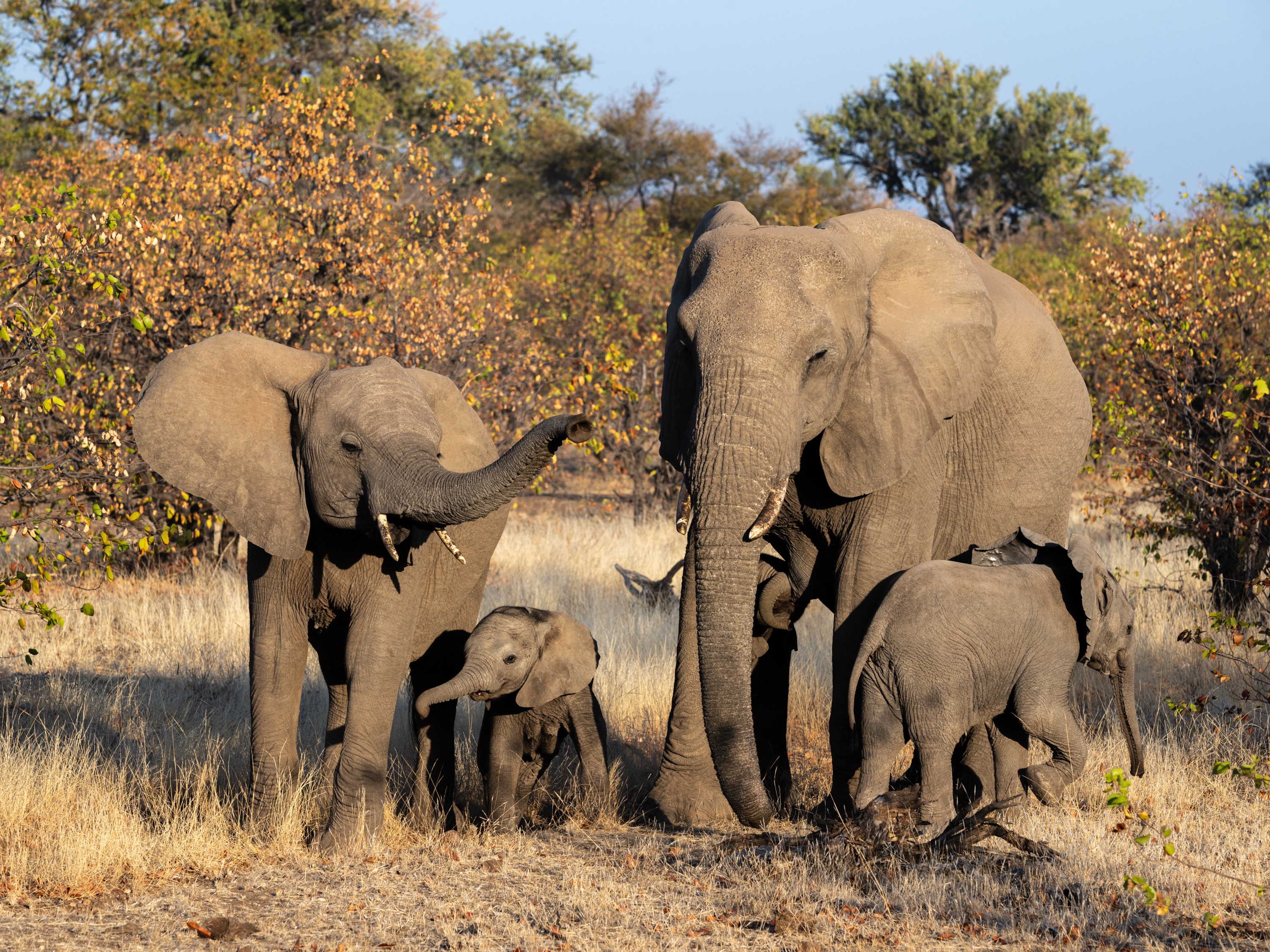 Mashatu Game Reserve, Botswana