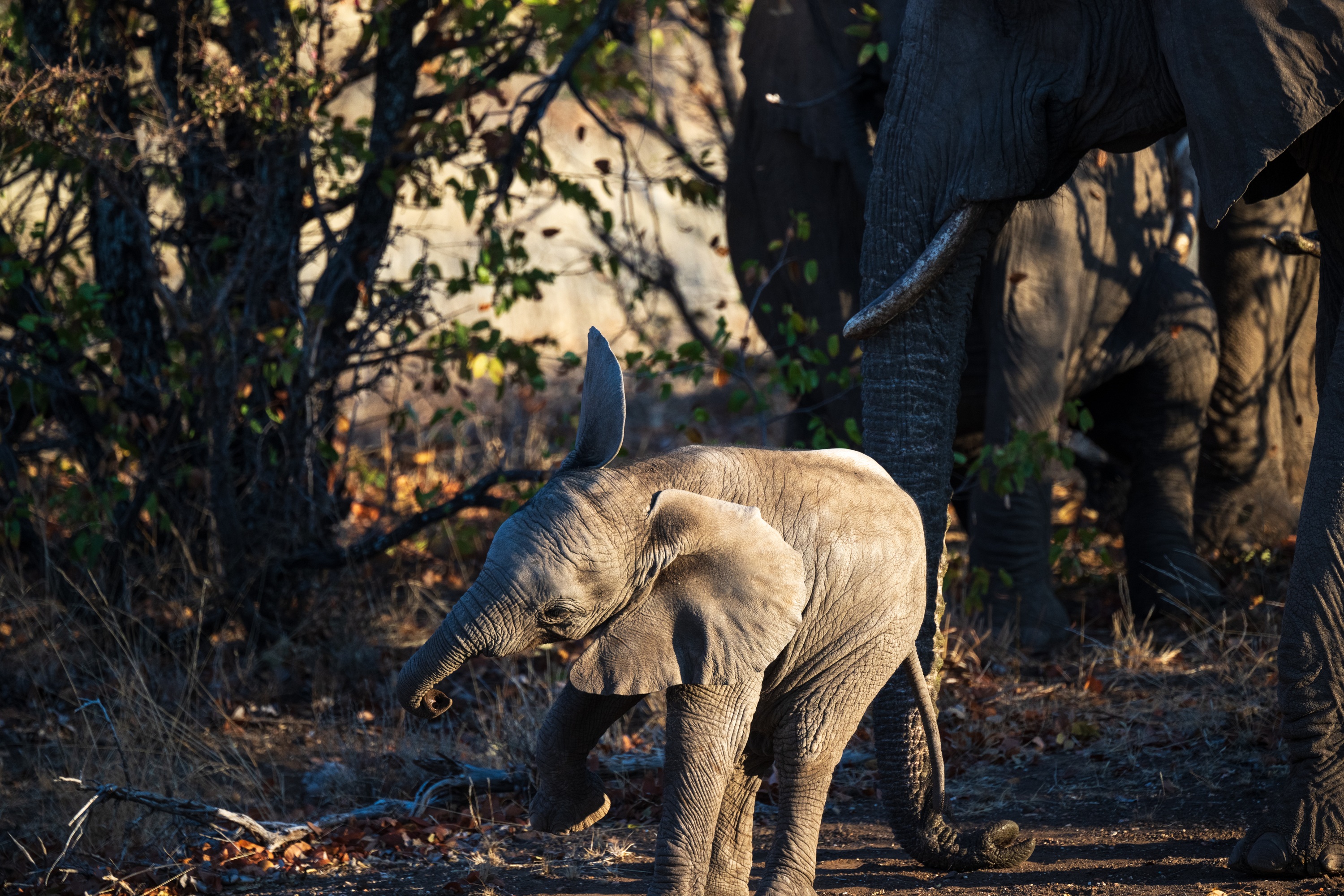 Mashatu Game Reserve, Botswana