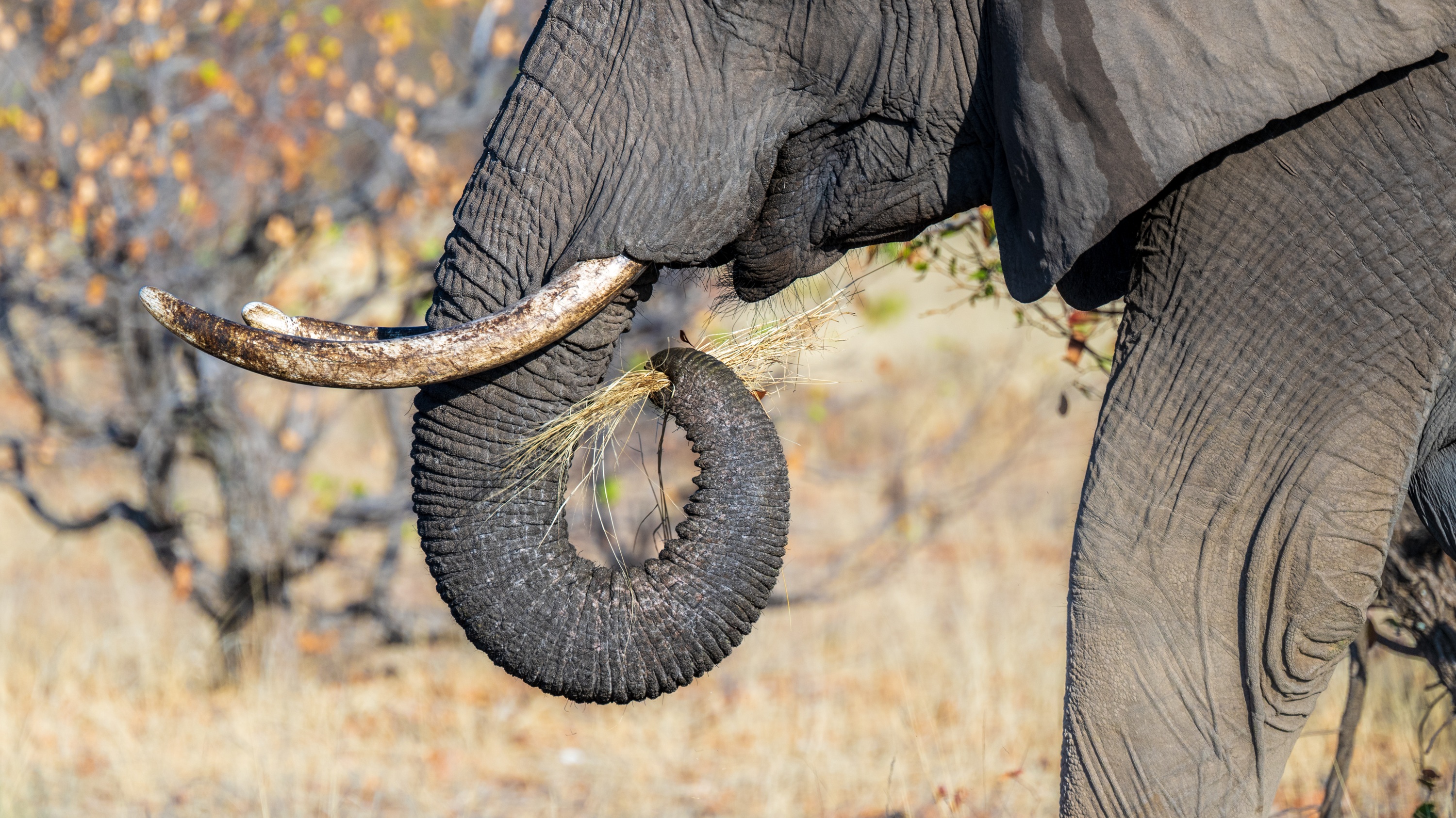 Mashatu Game Reserve, Botswana