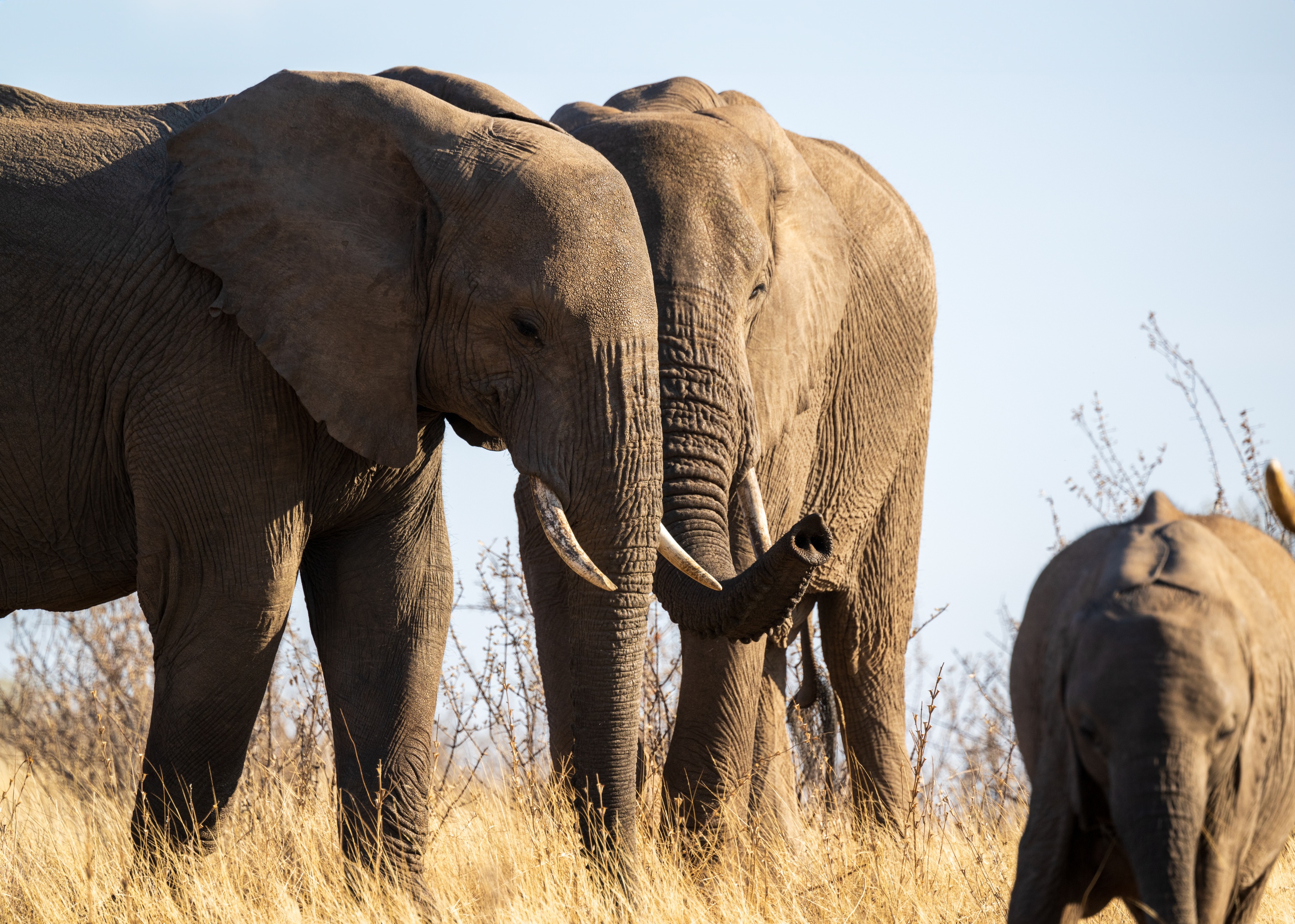 Mashatu Game Reserve, Botswana