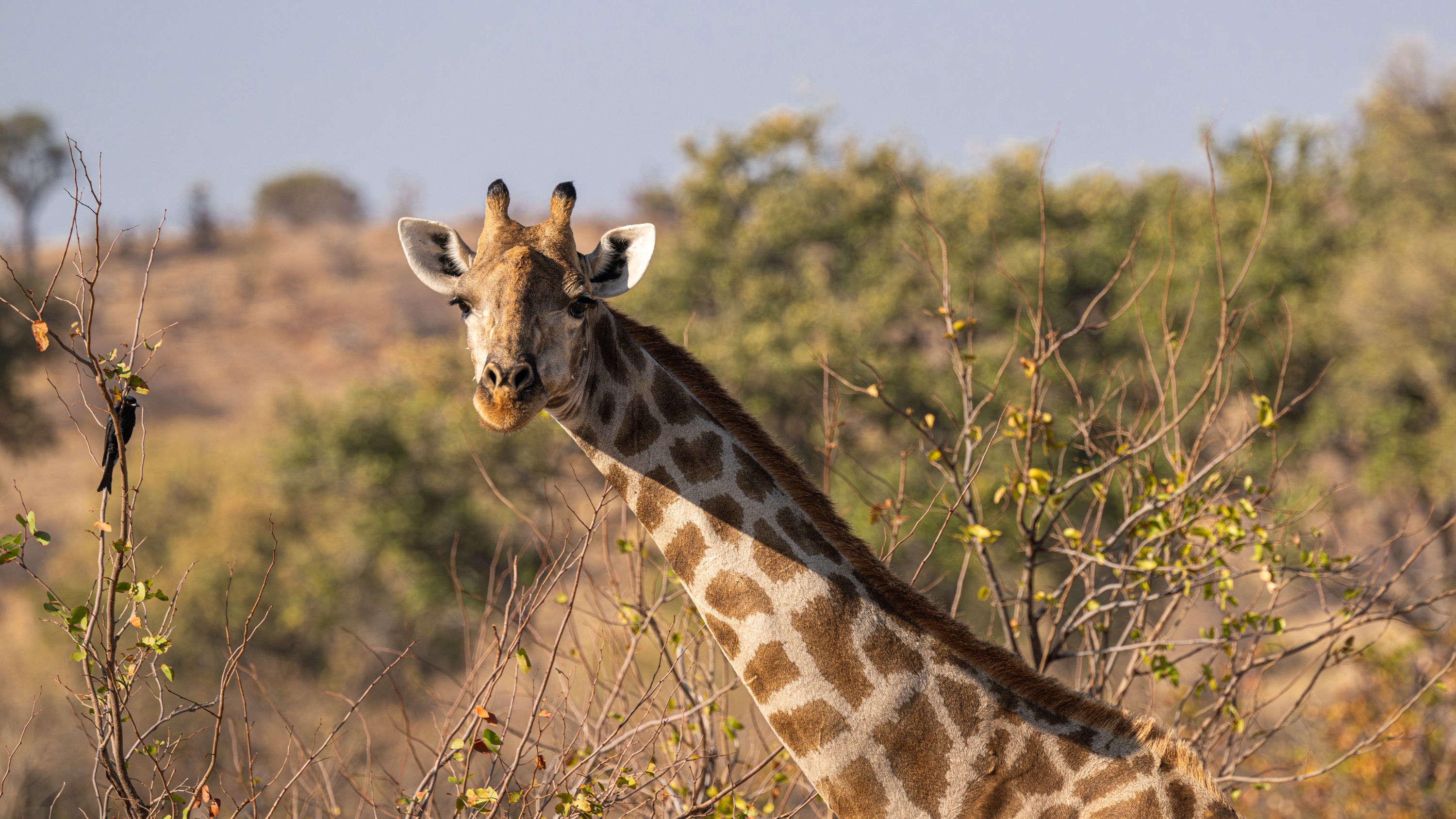 Mashatu Game Reserve, Botswana