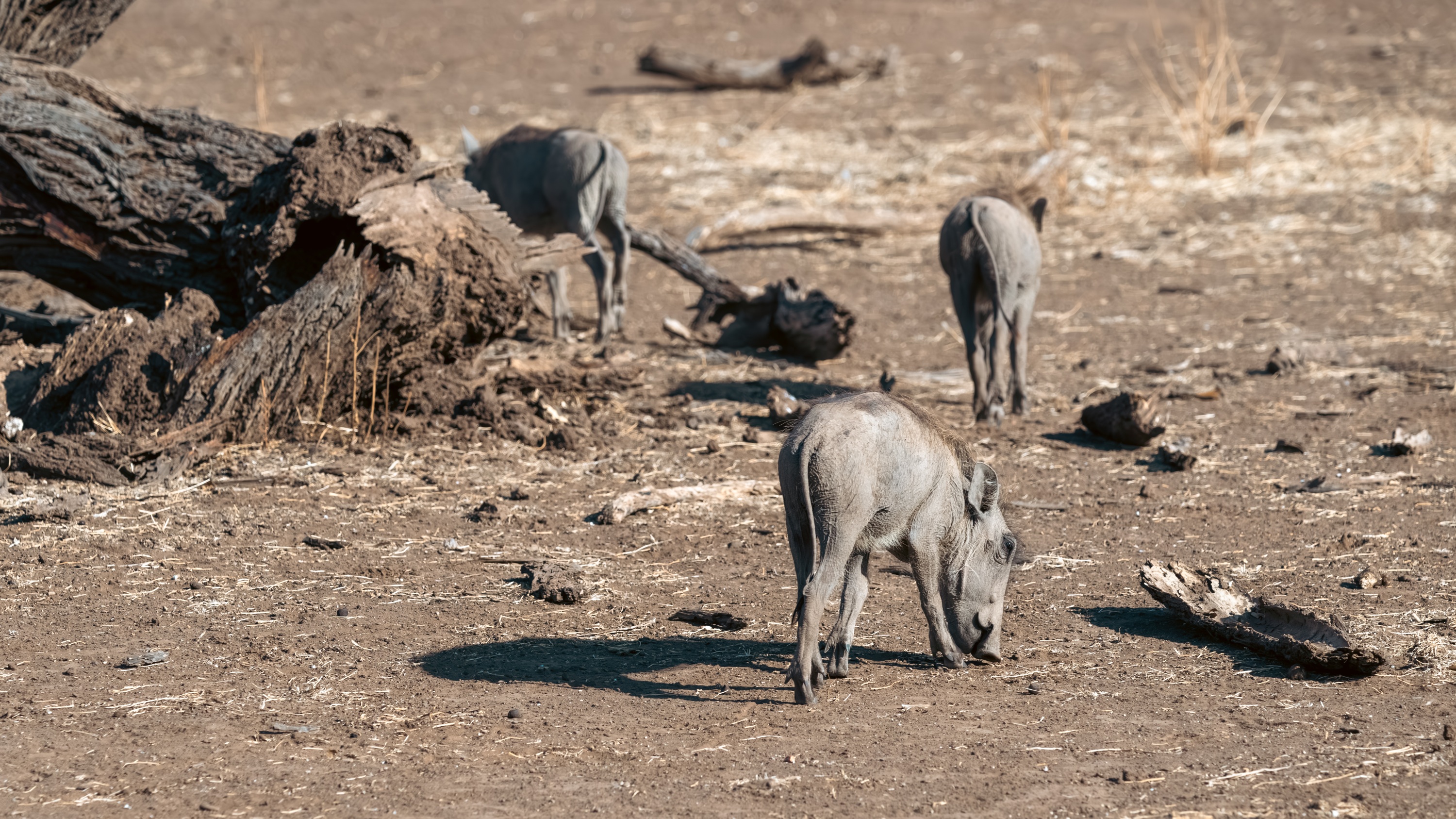 Mashatu Game Reserve, Botswana