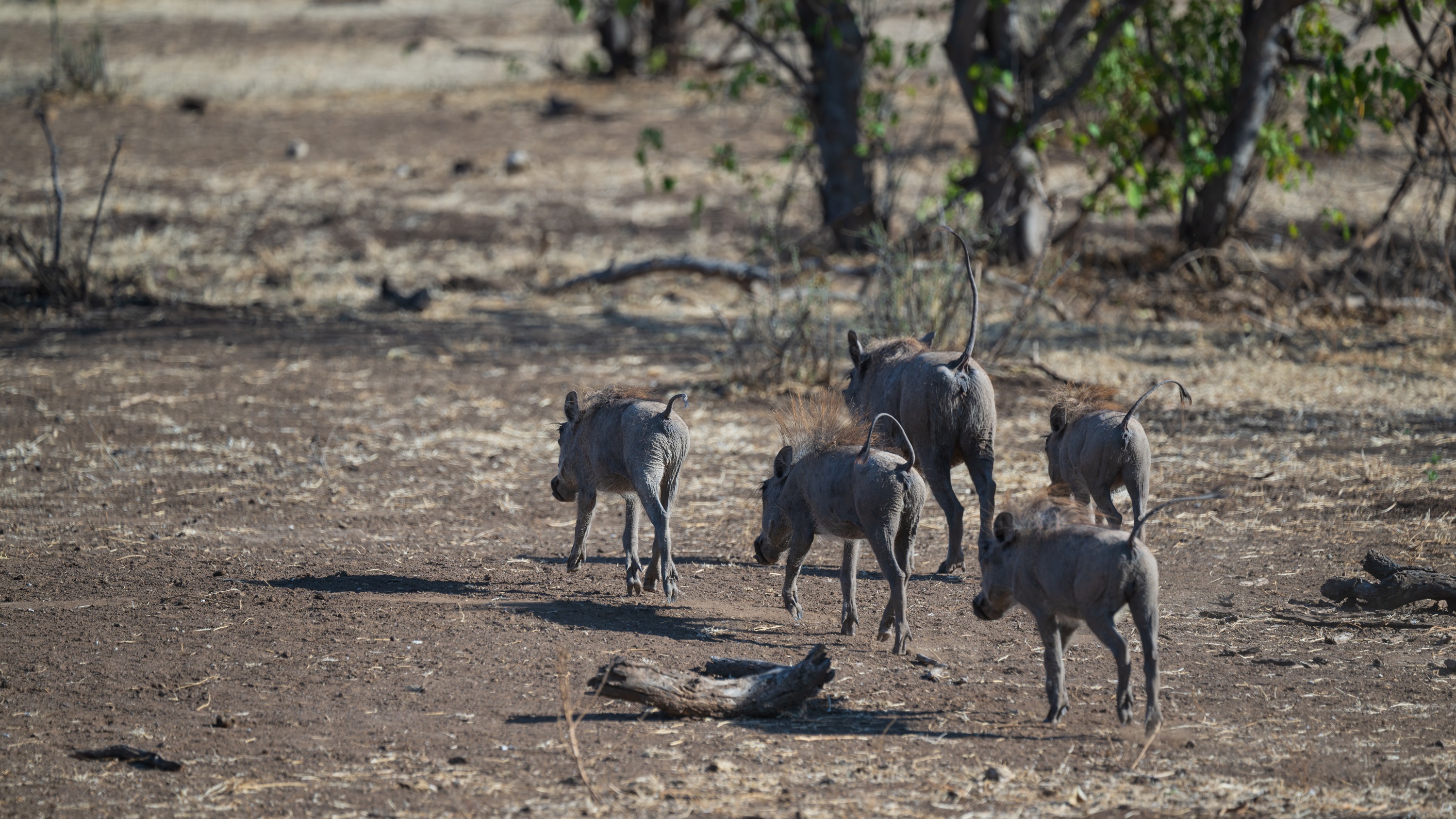 Mashatu Game Reserve, Botswana