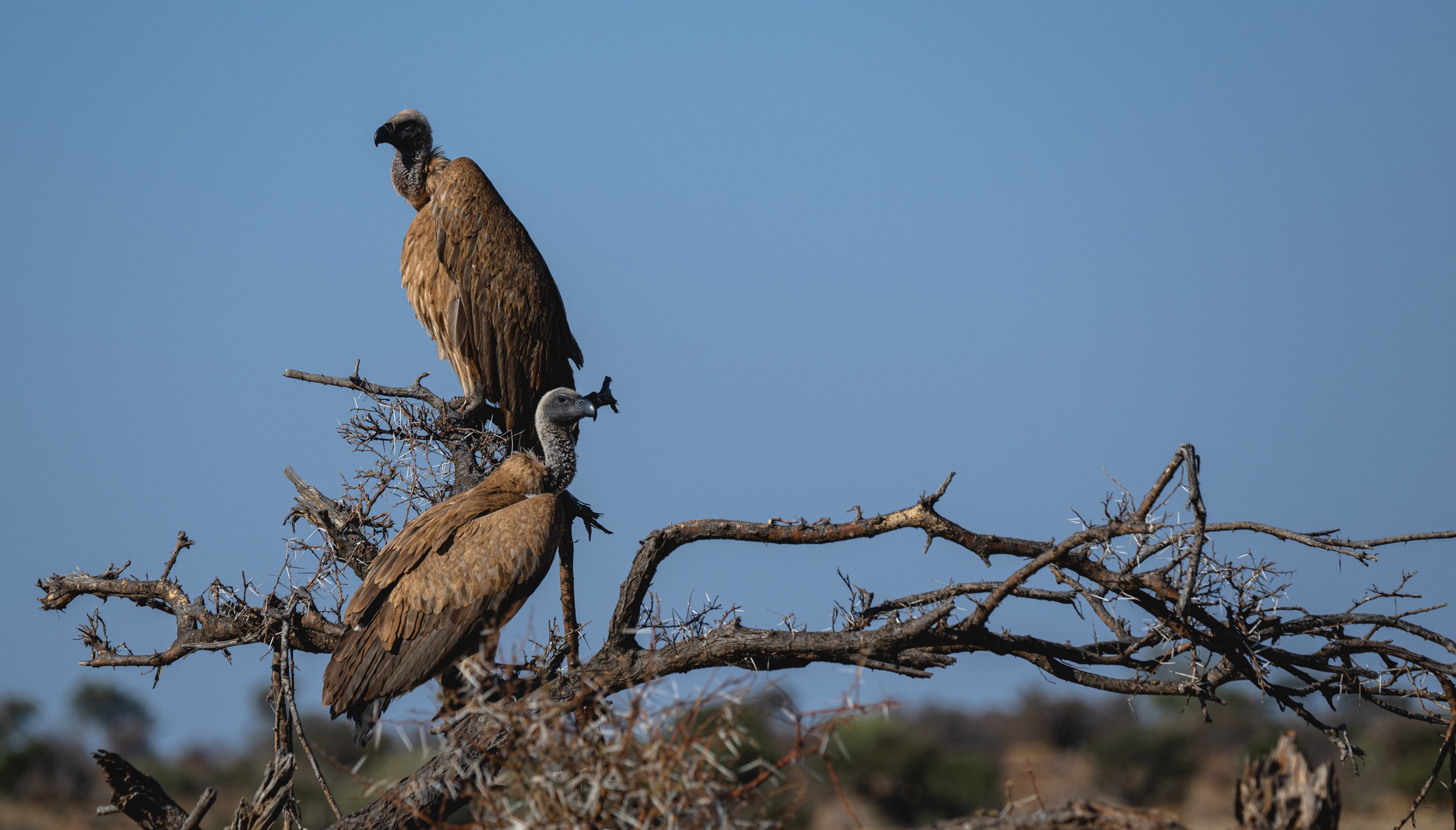 Mashatu Game Reserve, Botswana