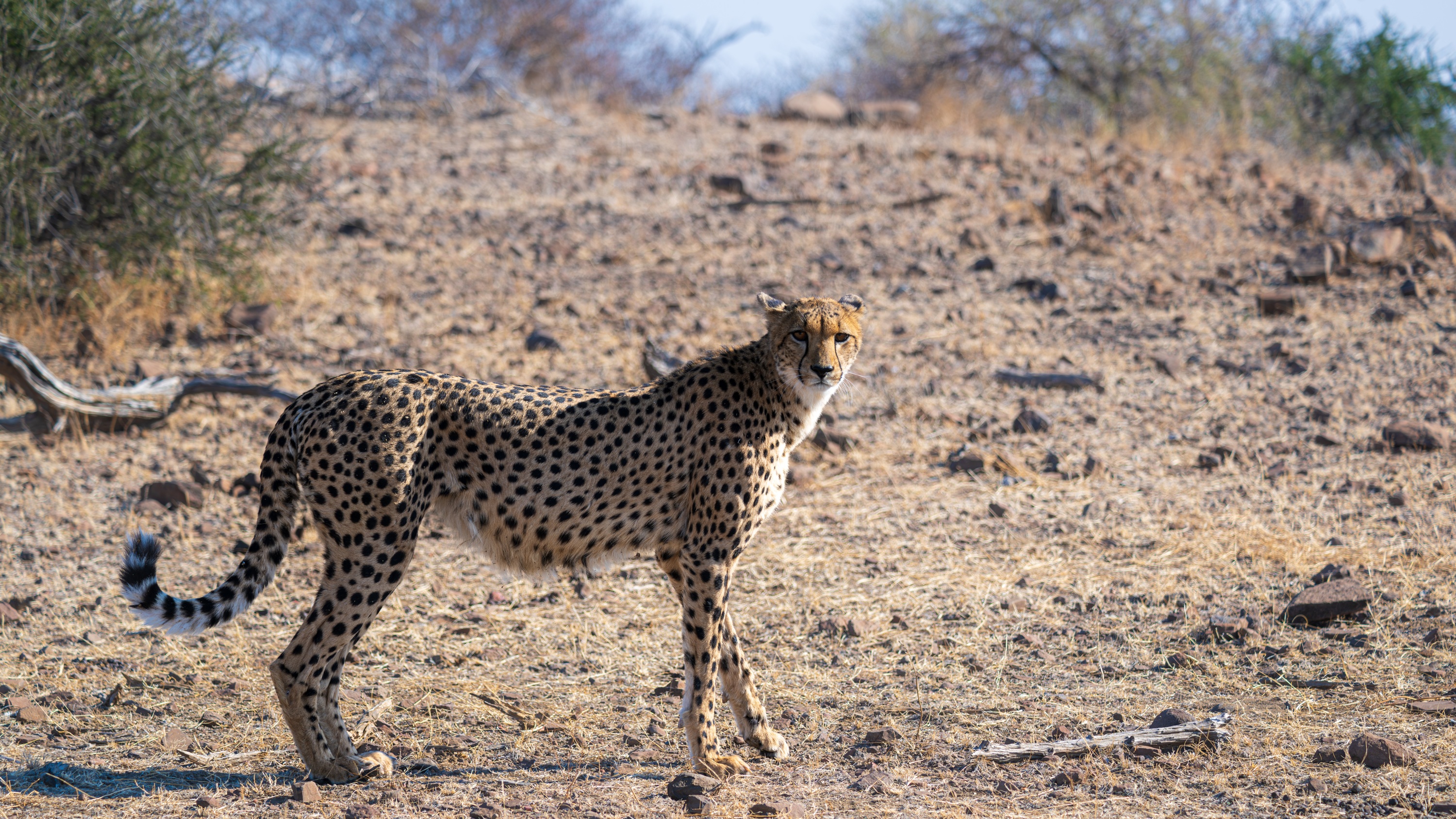 Mashatu Game Reserve, Botswana