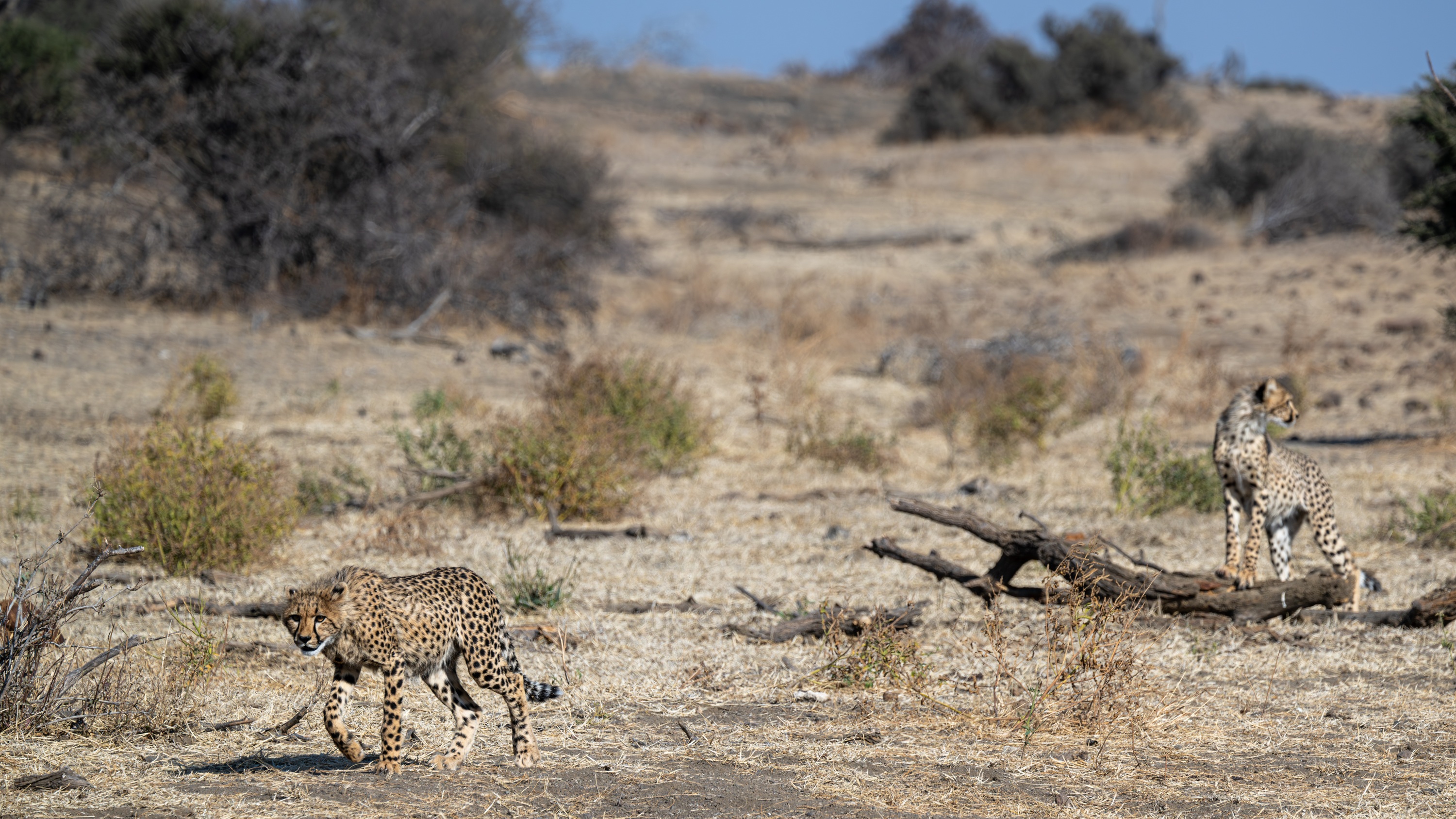 Mashatu Game Reserve, Botswana