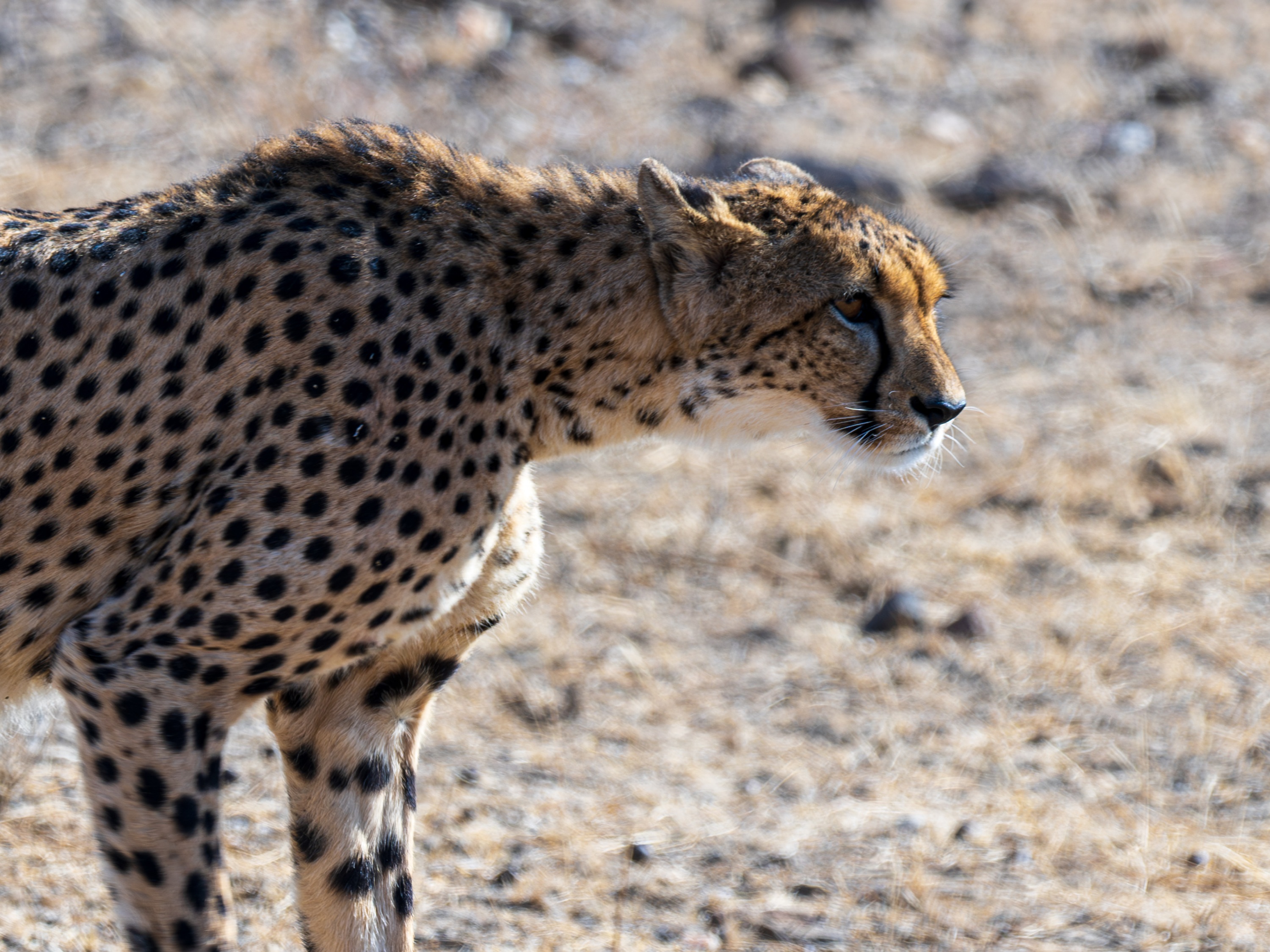Mashatu Game Reserve, Botswana