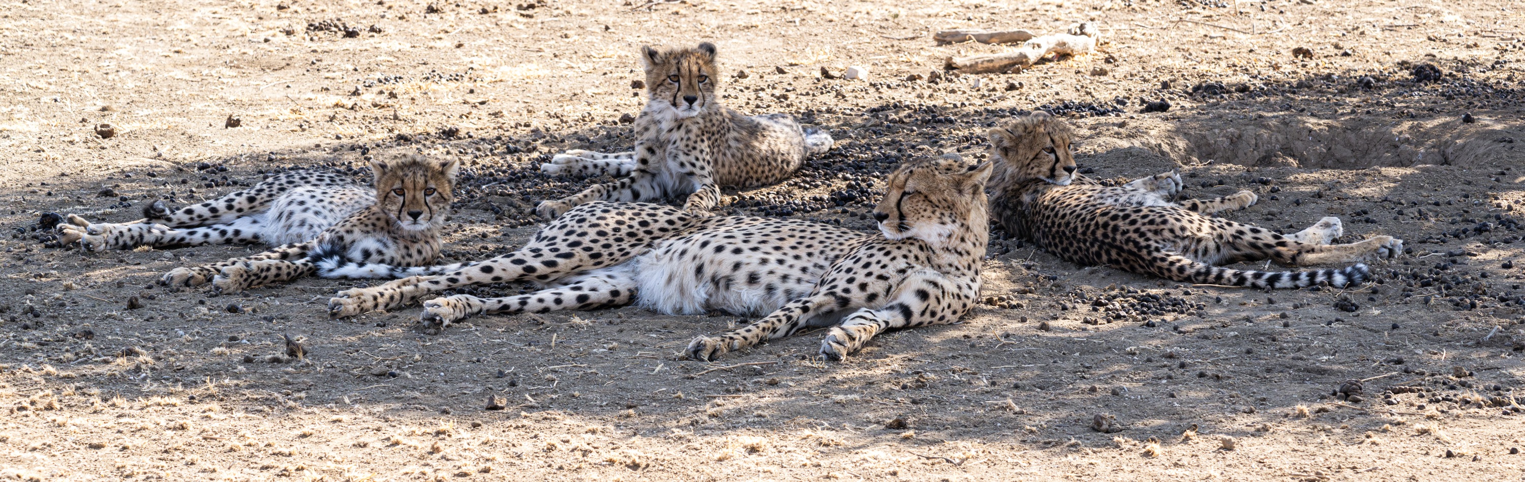 Mashatu Game Reserve, Botswana