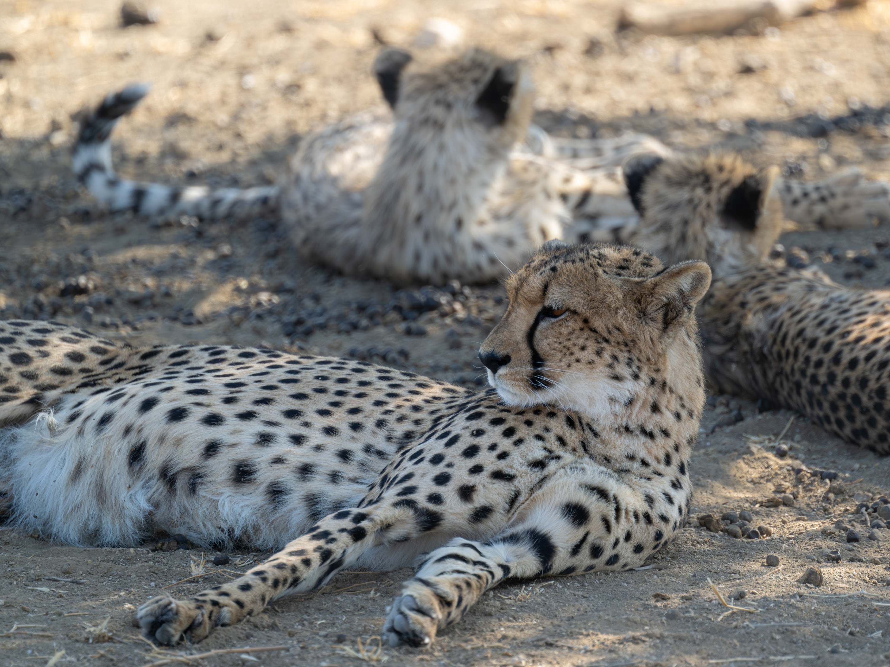 Mashatu Game Reserve, Botswana