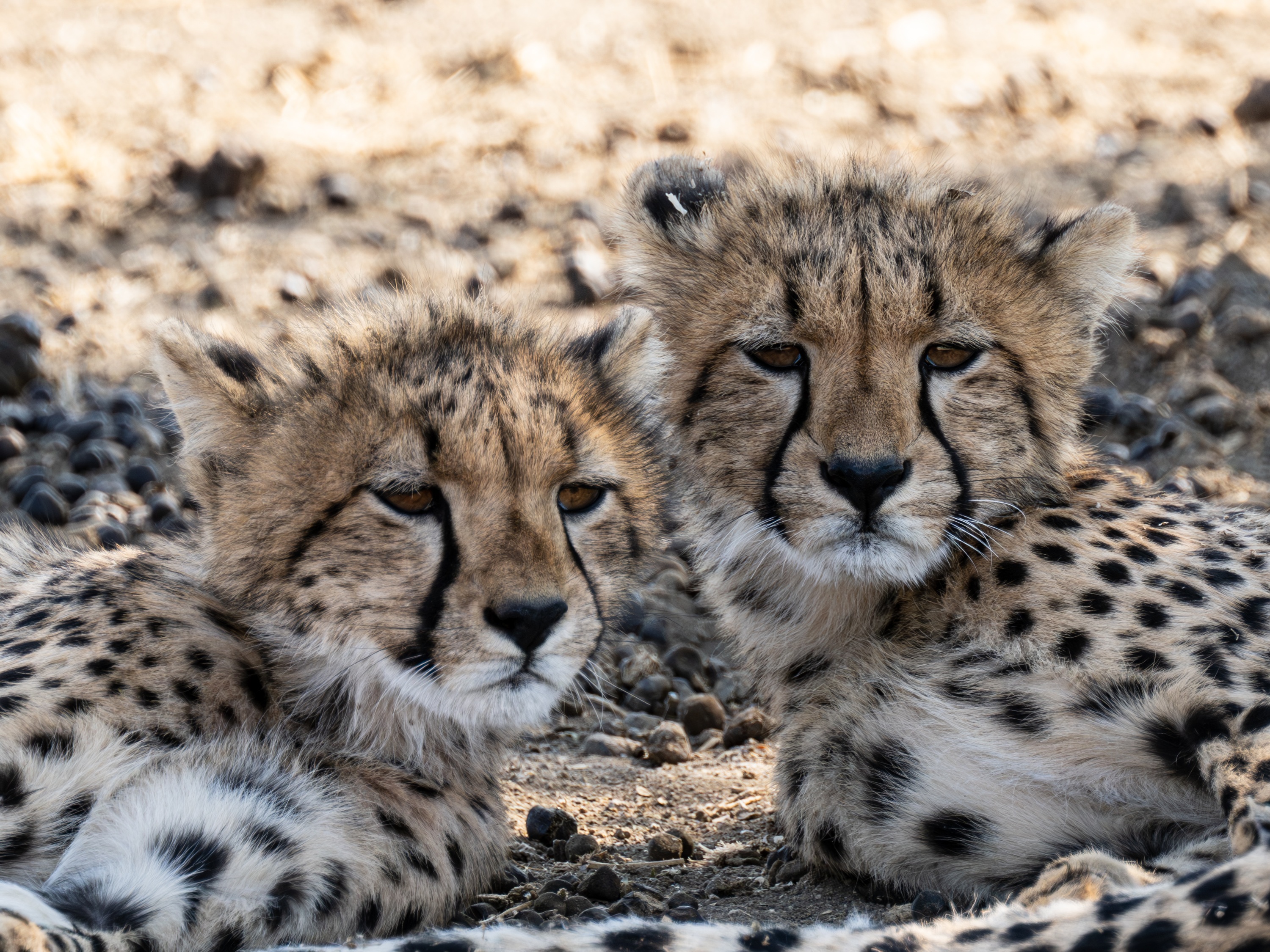 Mashatu Game Reserve, Botswana