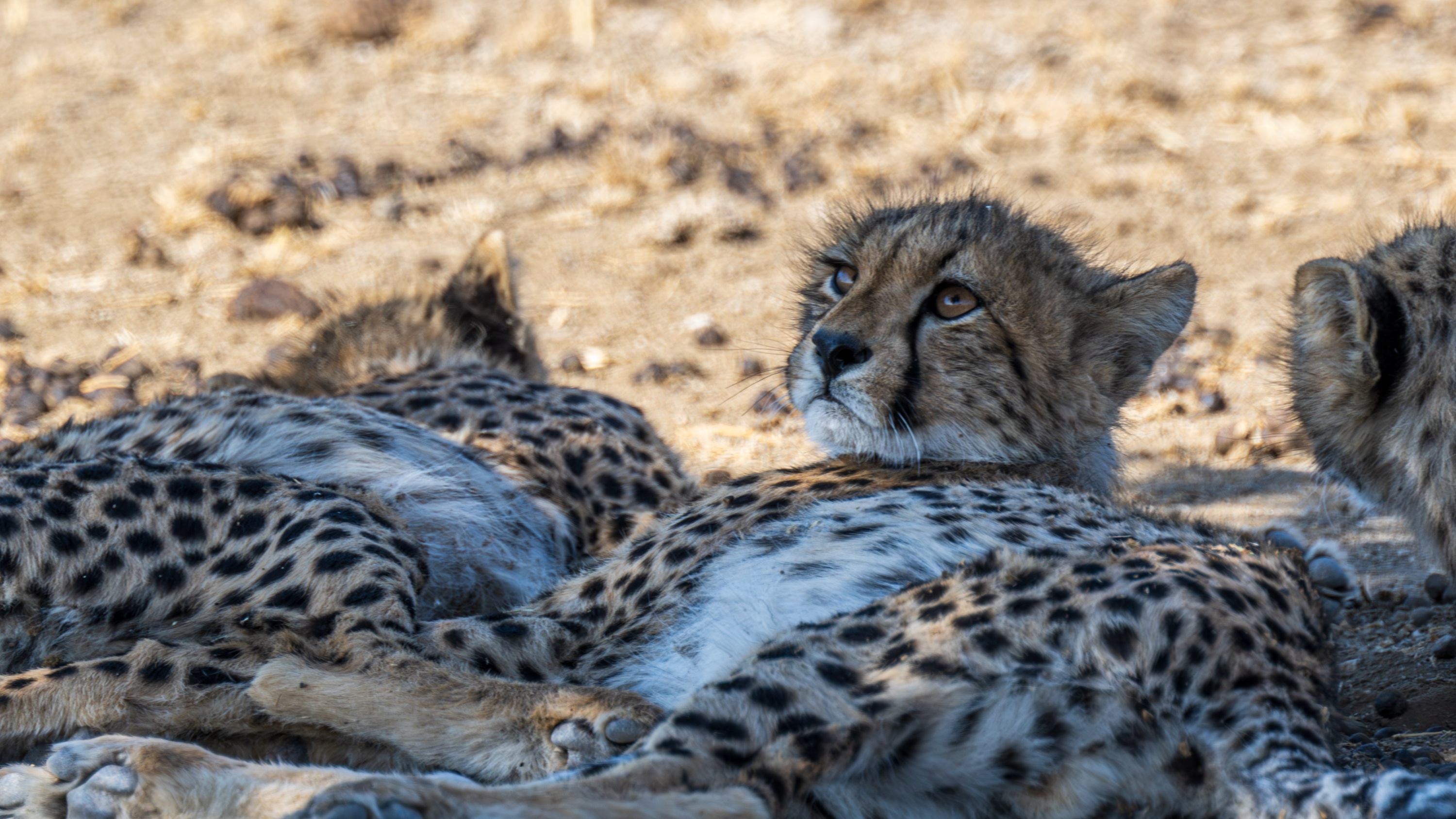 Mashatu Game Reserve, Botswana