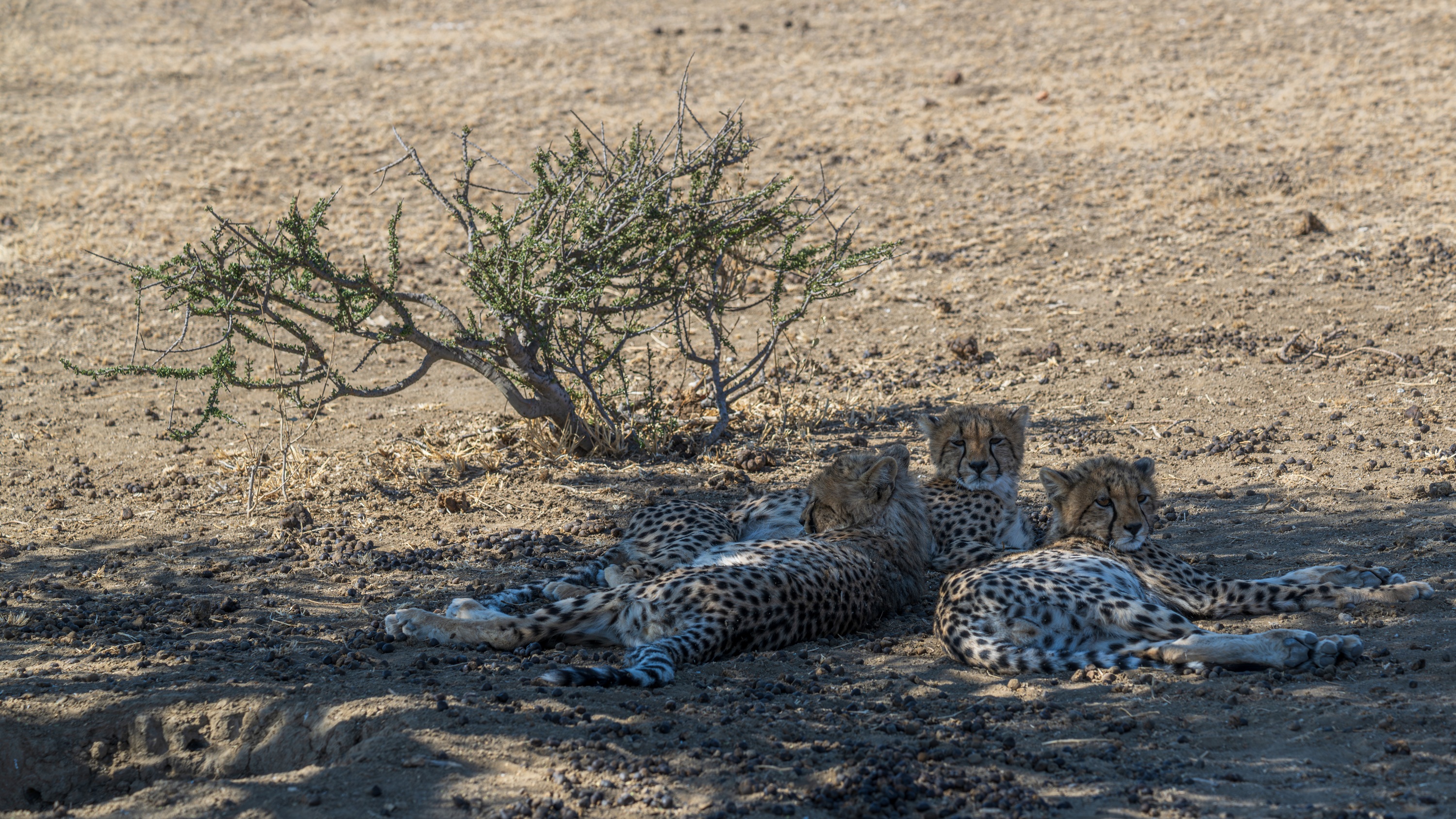 Mashatu Game Reserve, Botswana