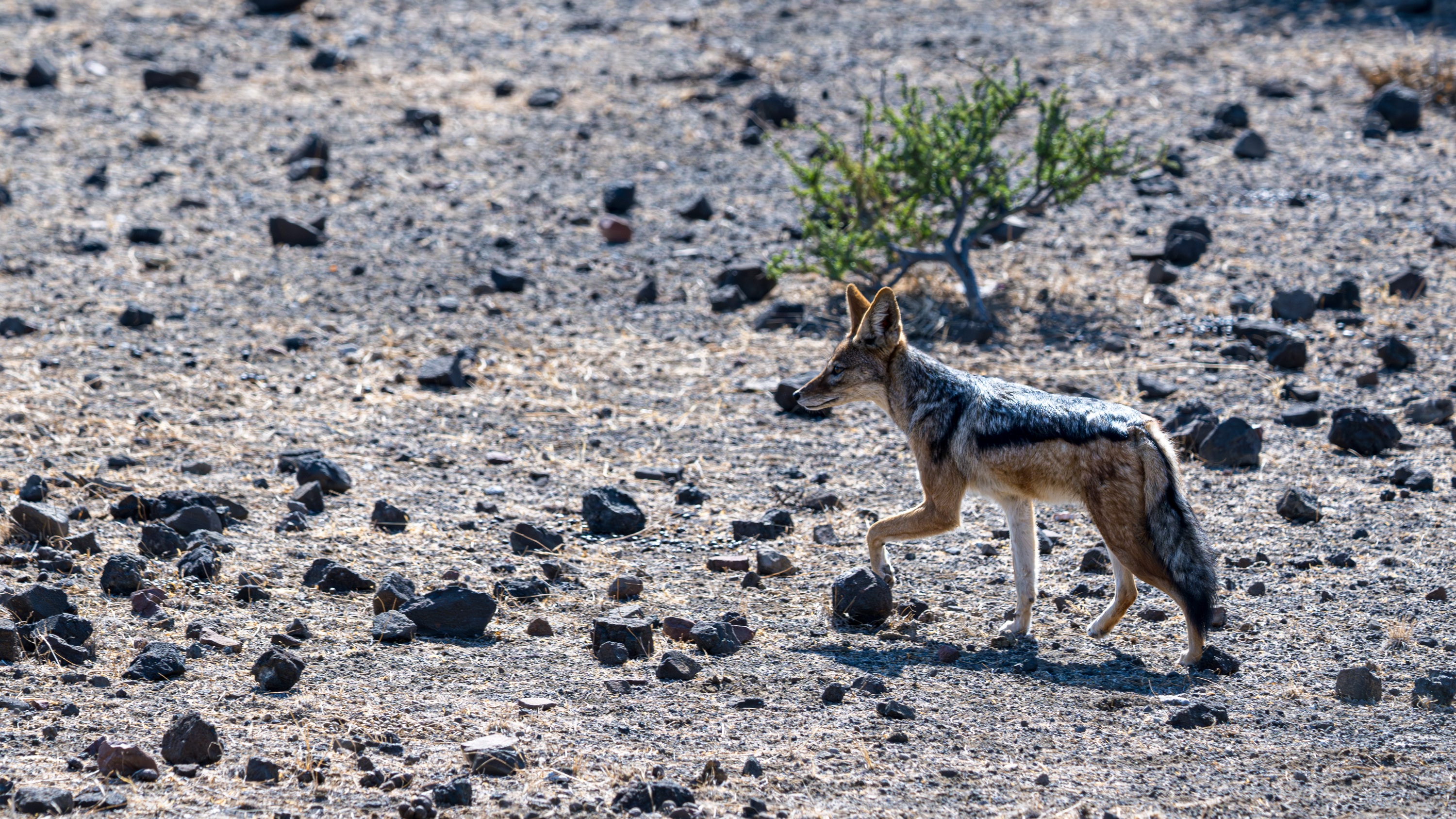 Mashatu Game Reserve, Botswana